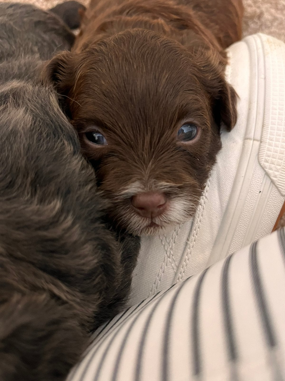 Puppy’s, 8 tot 15 weken, Parvo, Meerdere, Meerdere dieren