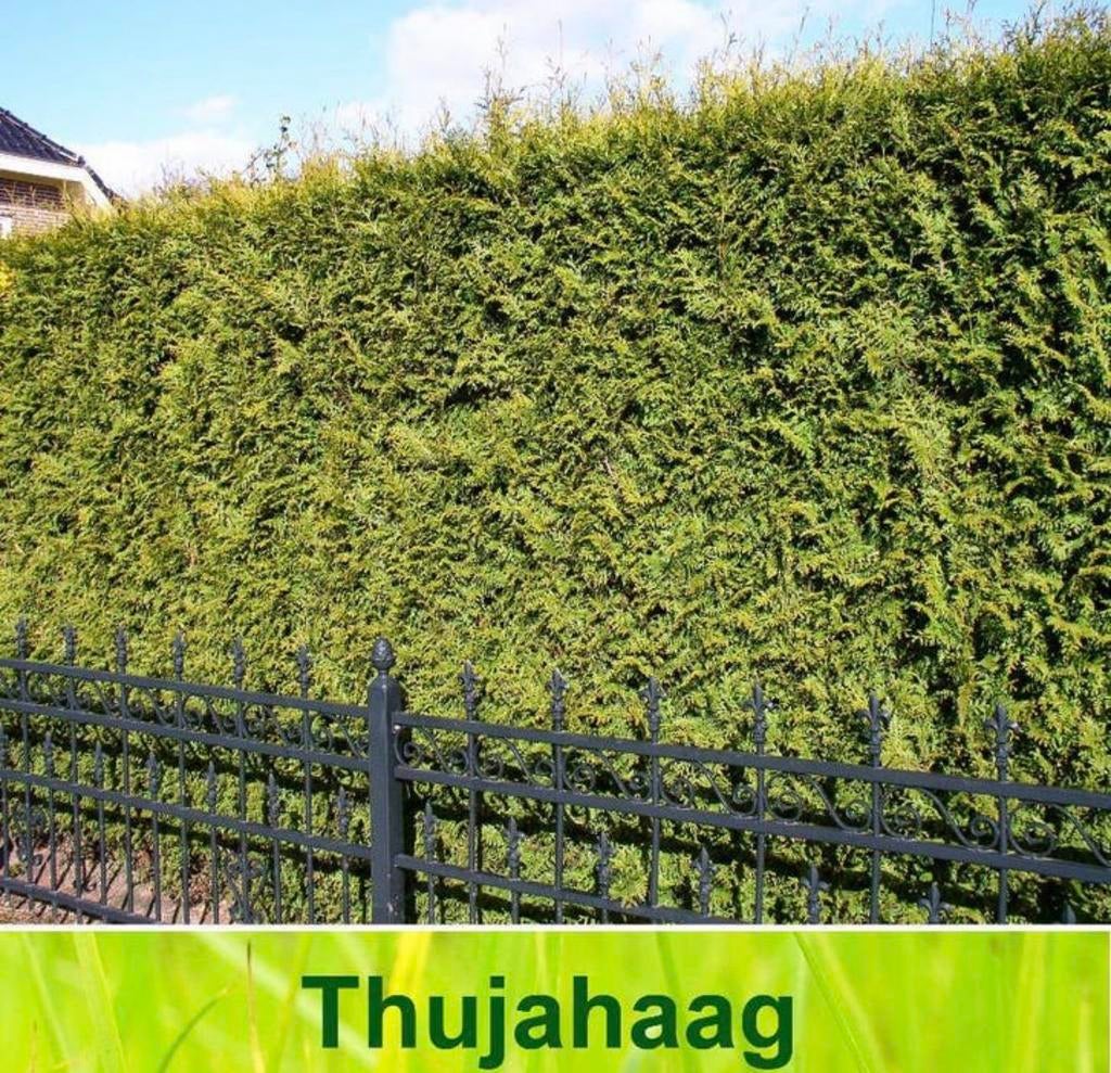 Thuja coniferen, Tuin en Terras, Ophalen, Conifeer, 100 tot 250 cm