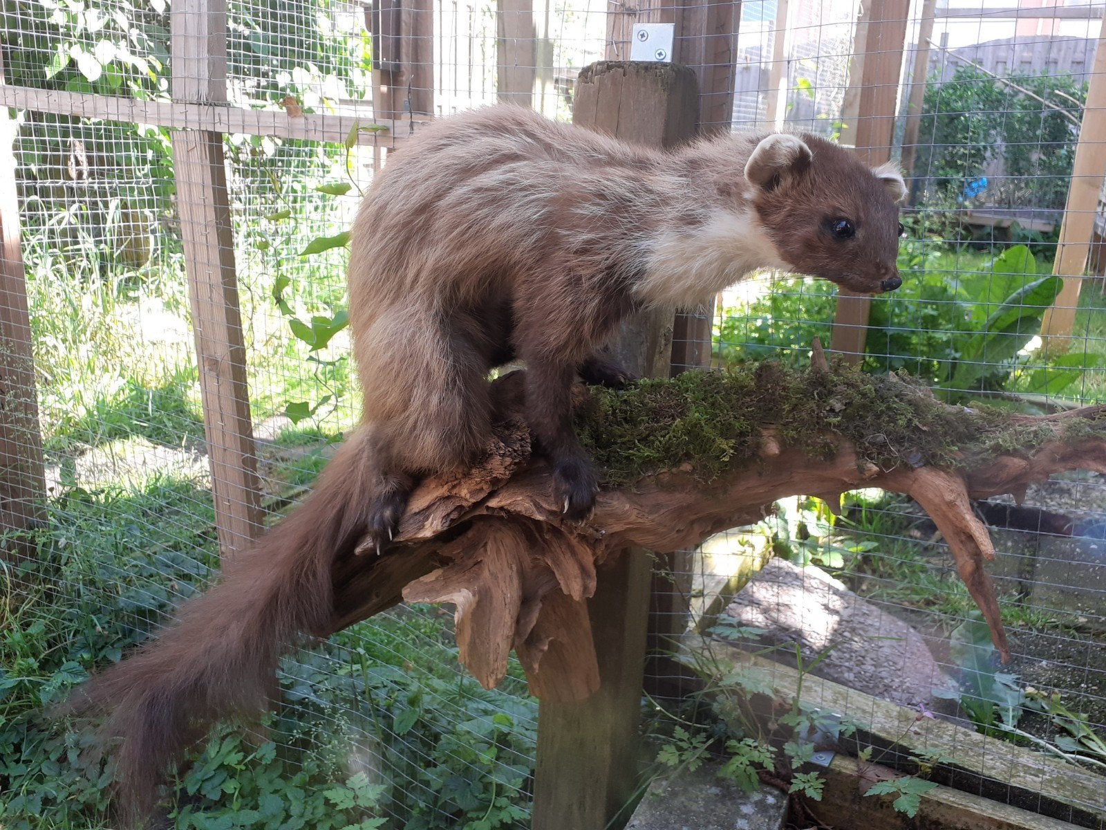 Luxe Taxidermie Prachtige marter op Natuurlijke bosdecor, Ophalen of Verzenden, Zo goed als nieuw, Wild dier, Opgezet dier