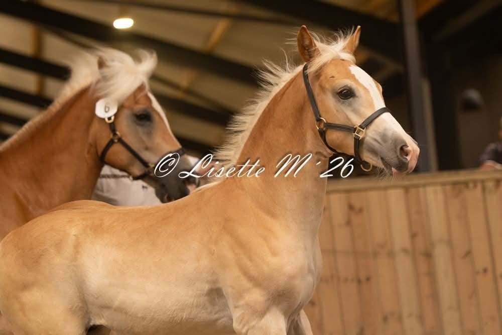 Super knap haflinger hengstveulen, Hengst, Niet van toepassing, E pony (1.48m - 1.57m), 0 tot 2 jaar