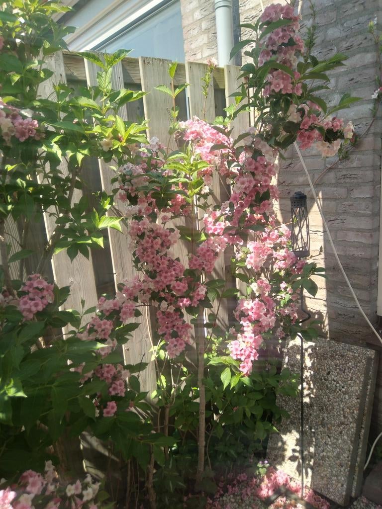 Weigela carnaval struik (sering), Tuin en Terras, Ophalen, Overige soorten
