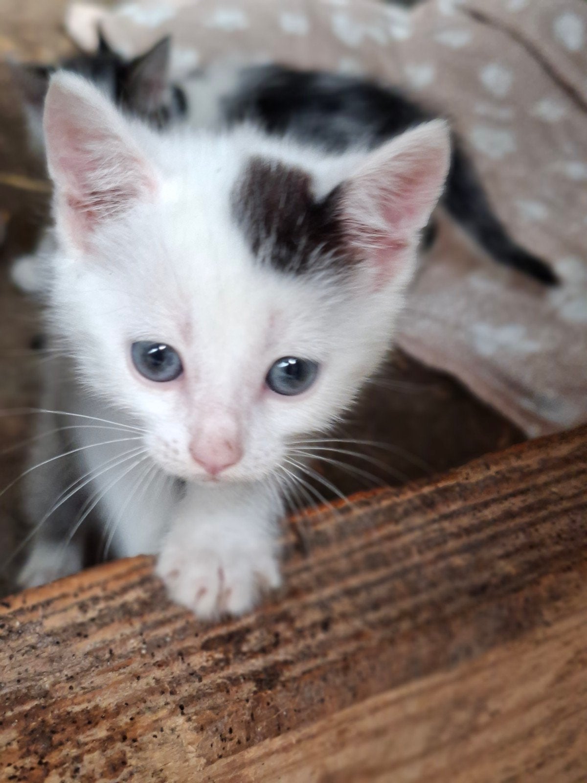 kittens, Meerdere dieren