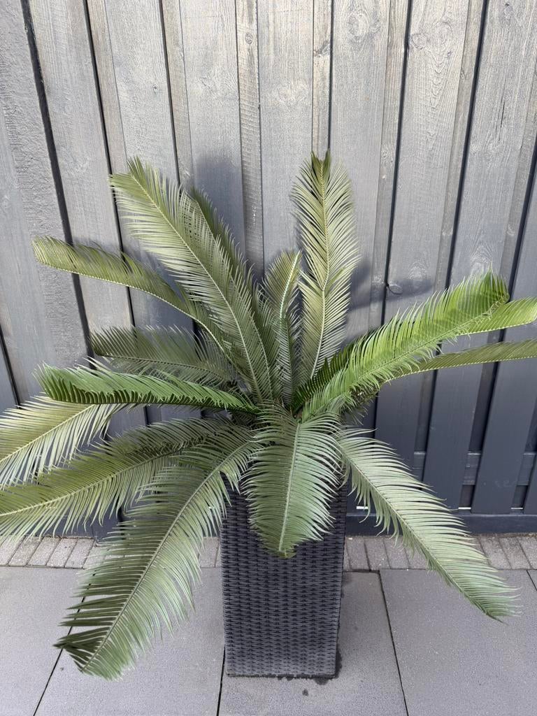 Cycas Palm , UV bestendig kunststof, Ophalen of Verzenden, Overige soorten, Volle zon