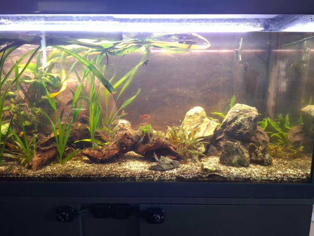 Eheim Vivaline 180 met onderkast, Ophalen, Gebruikt, Gevuld zoetwateraquarium