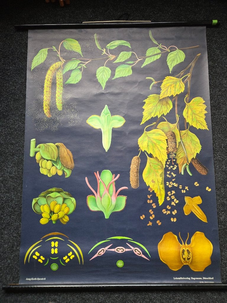 Jung Koch Quentell schoolplaat - Berk (Weißbirke) 1961, Antiek en Kunst, Ophalen of Verzenden, Natuur en Biologie