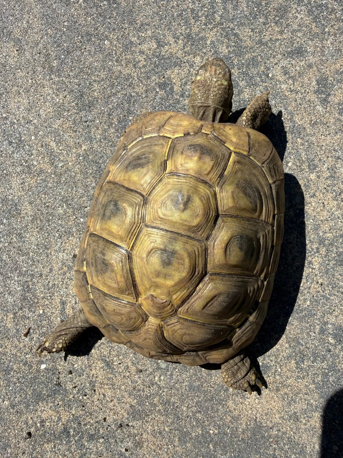 Griekse landschildpadden, testudo hermanni boetgerie 2019 Tortoise - female for sale from BLOSSOM