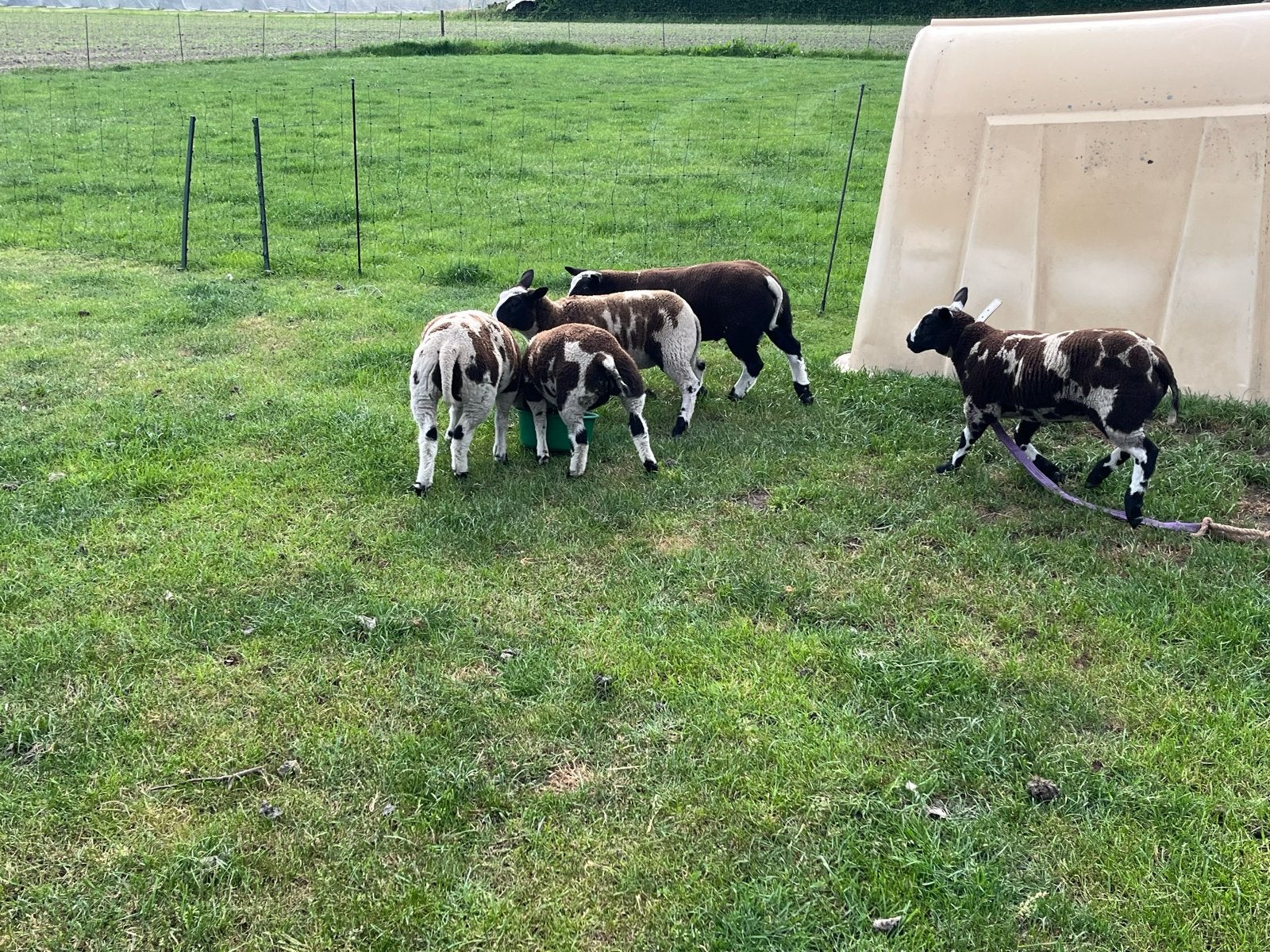 Lammeren te koop, Dieren en Toebehoren, Schapen, Geiten en Varkens, Meerdere dieren, Schaap