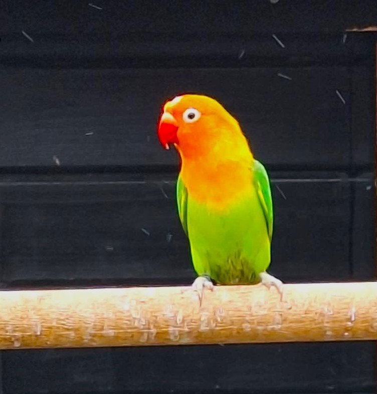 agapornis fischeri dwergpapegaai, Dieren en Toebehoren, Vogels | Parkieten en Papegaaien, Geslacht onbekend, Dwergpapegaai of Agapornis