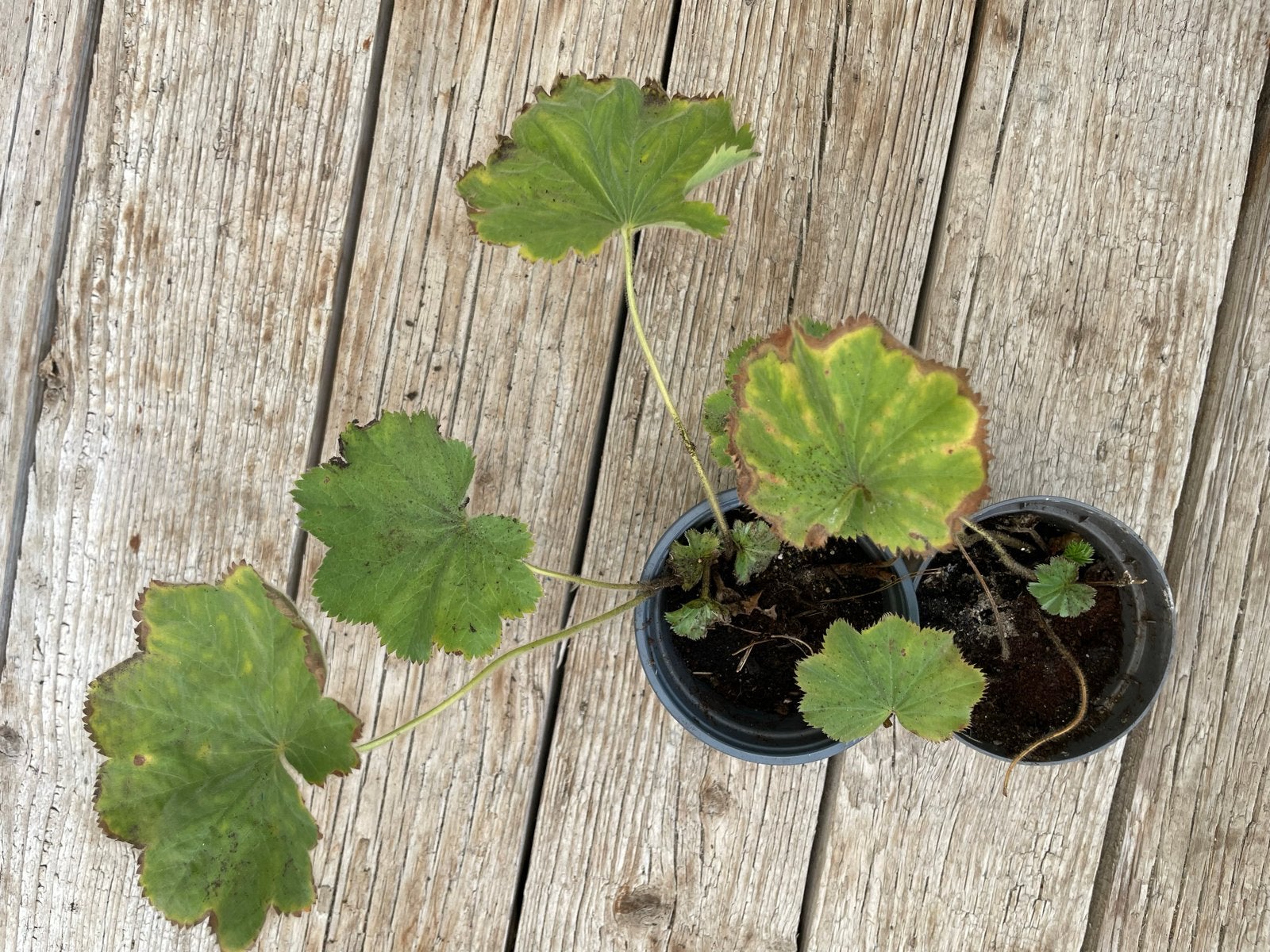 Foto 2 van Vrouwenmantel (Alchemilla mollis) - Bodembedekker