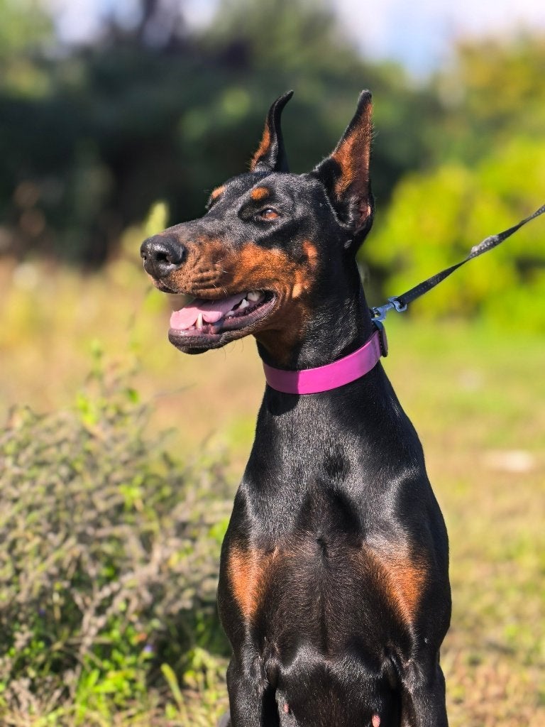 Doberman, Dieren en Toebehoren, Fokker | Hobbymatig, Overige rassen, Buitenland, Teef