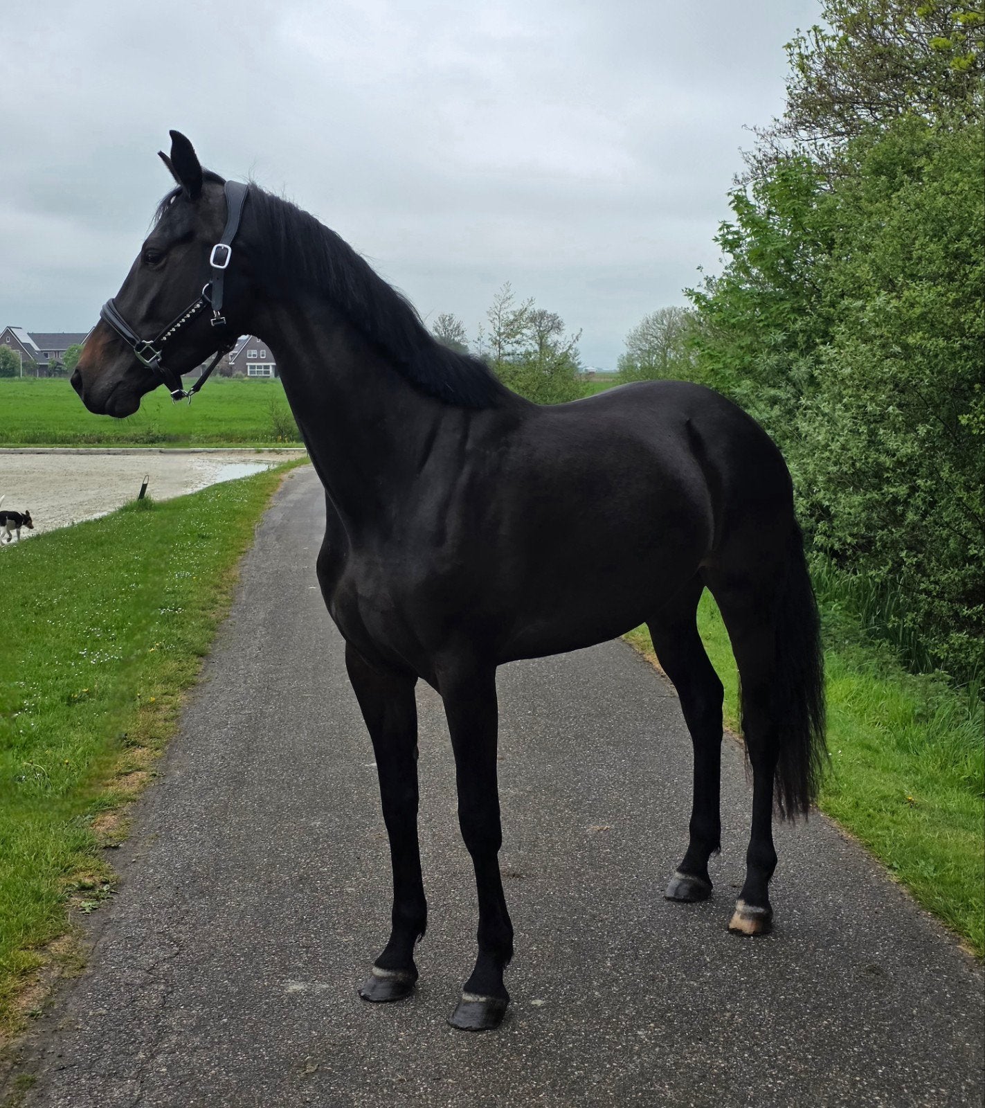 KWPN Stermerrie 4 jaar 1.70m | Lowlands x Obelisk | Dressuur, Merrie, Met stamboom, Dressuurpaard, 3 tot 6 jaar