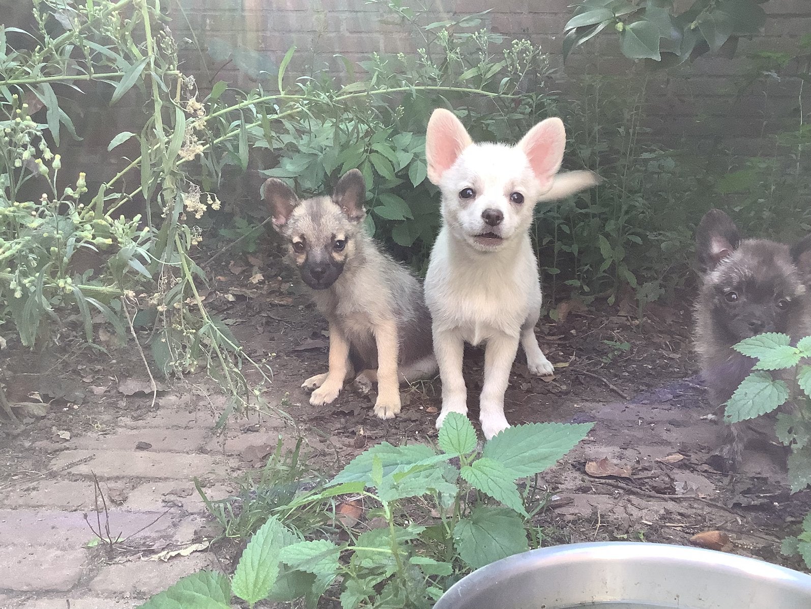Leuke kruising pomeriaan pomsky puppies, Overige rassen, 8 tot 15 weken, CDV (hondenziekte), Meerdere