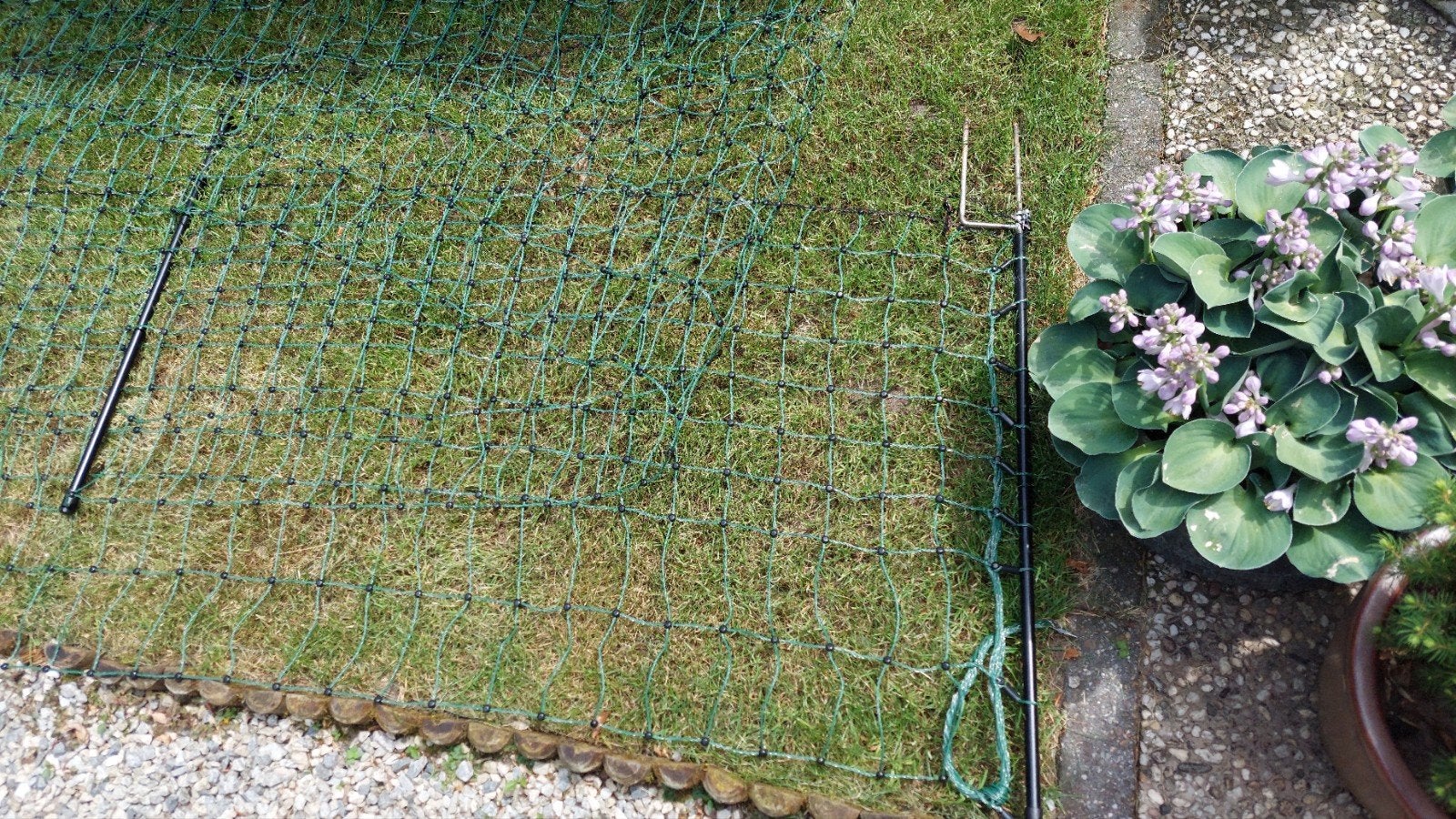 Schapen (honden) gaas 30m lang, 60cm hoog met 9 palen., Ophalen