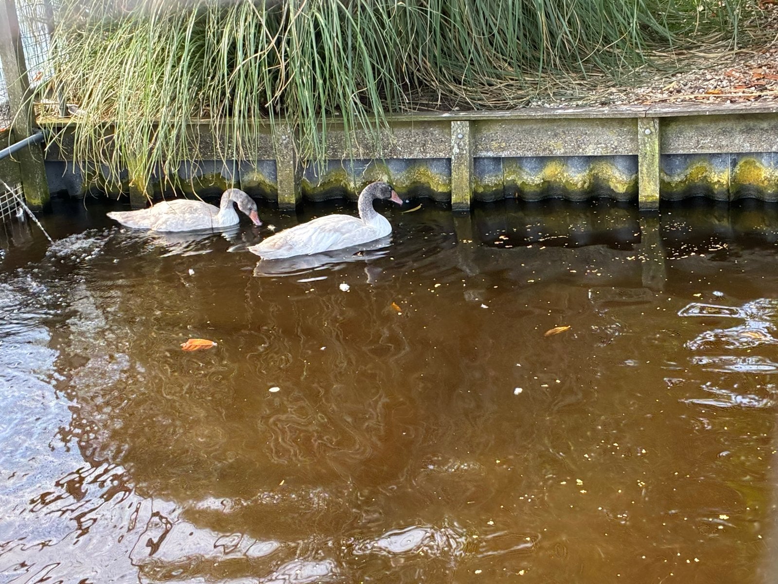 Zwarthalszwanen Jongen van dit jaar, Meerdere dieren, Gans of Zwaan