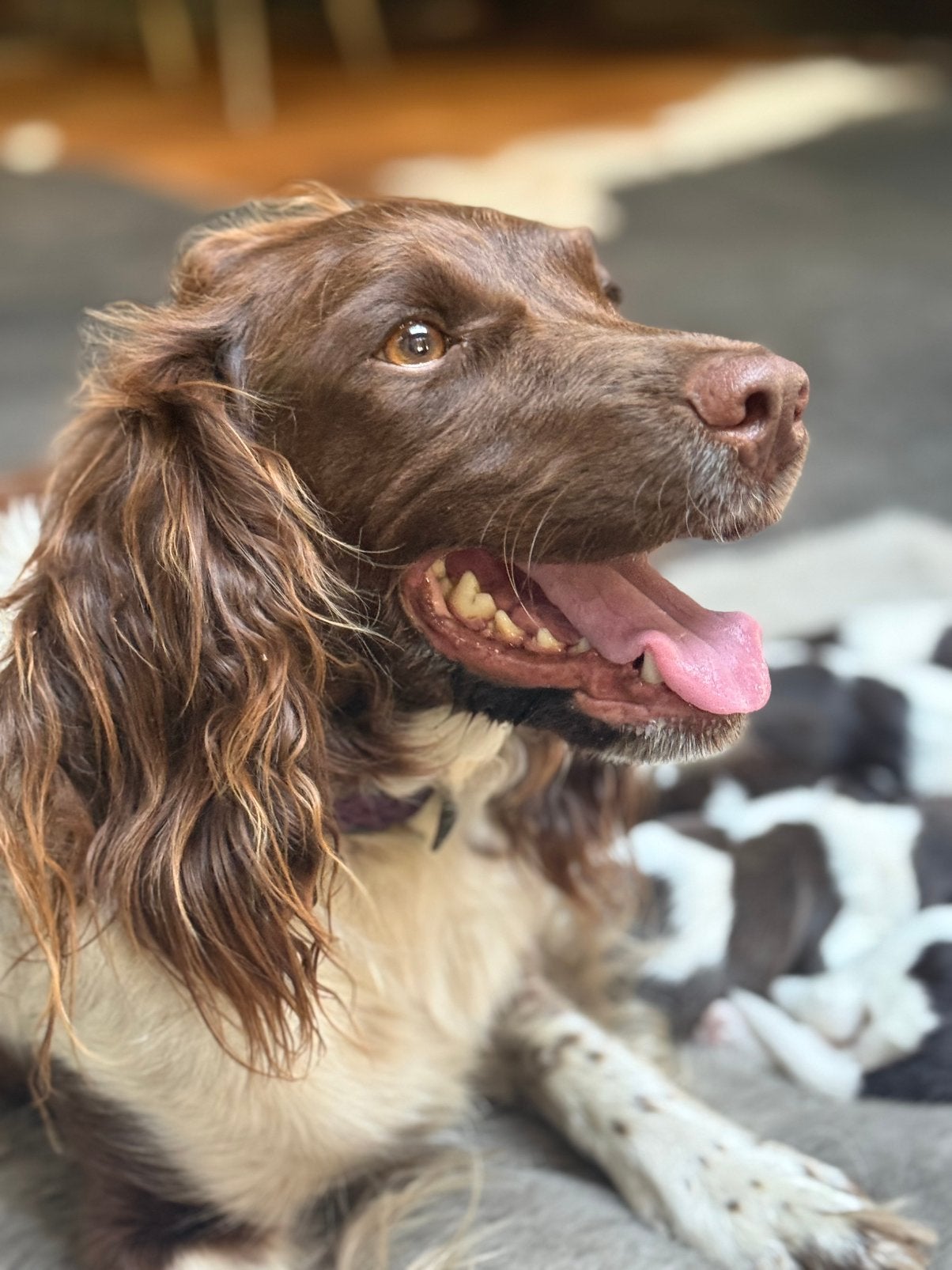 Engelse Springer Spaniel pups, Dieren en Toebehoren, Parvo, Reu, 8 tot 15 weken, Meerdere