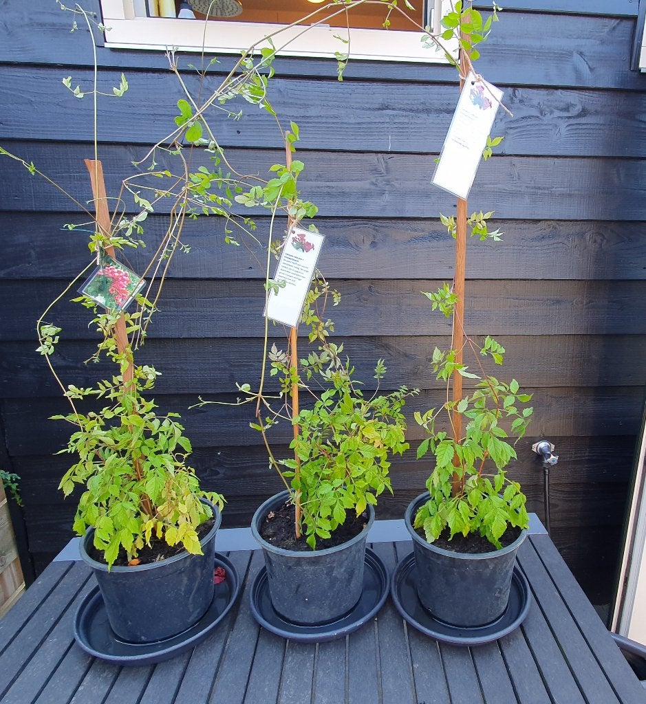 Stekken van de Campsis radicans = trompetbloem, Ophalen, Overige soorten, Volle zon