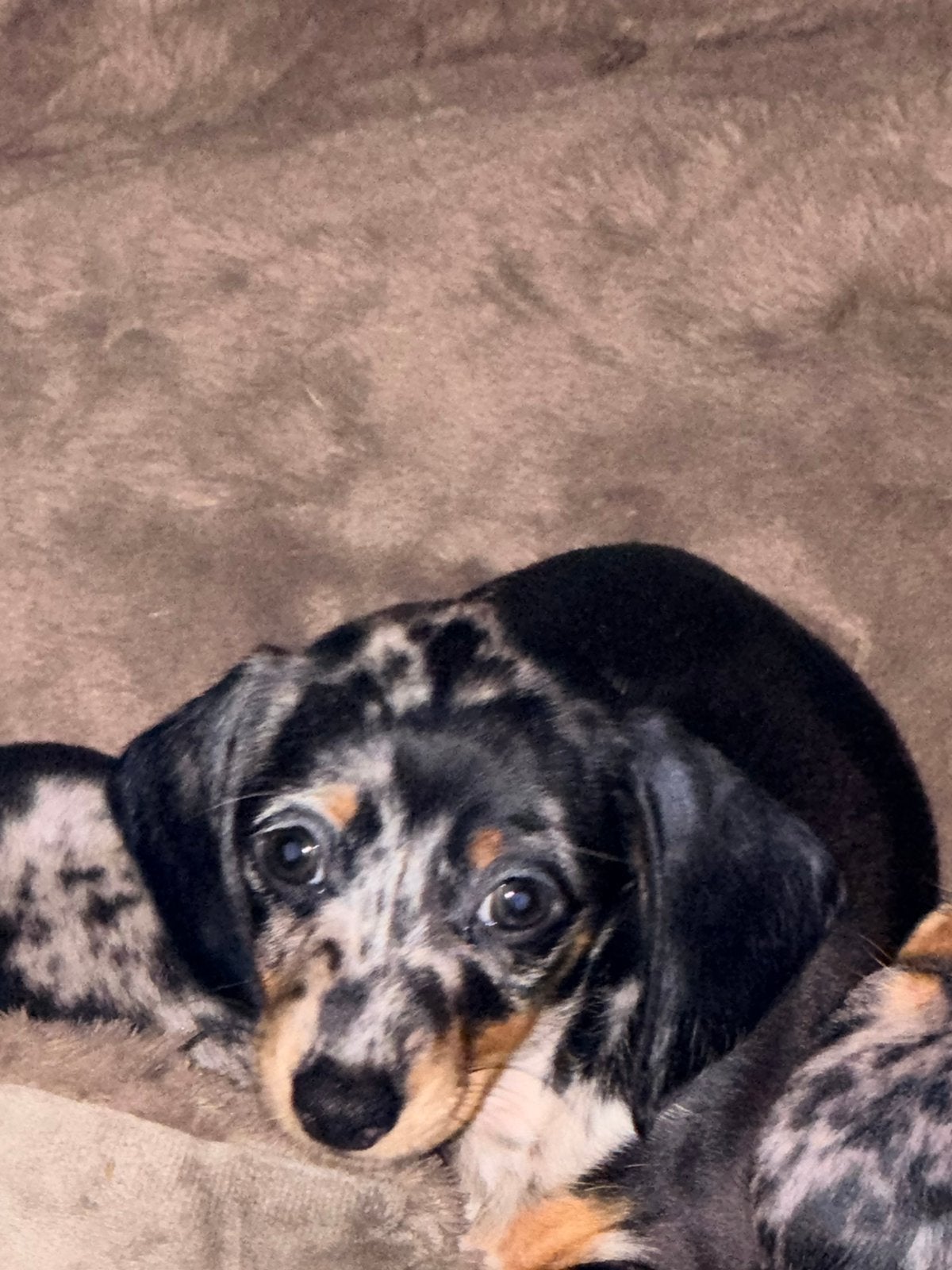 Kanichen teckel 1💓 1 💙 mogen verhuizen, Kaninchen, Parvo, 8 tot 15 weken, Korthaar