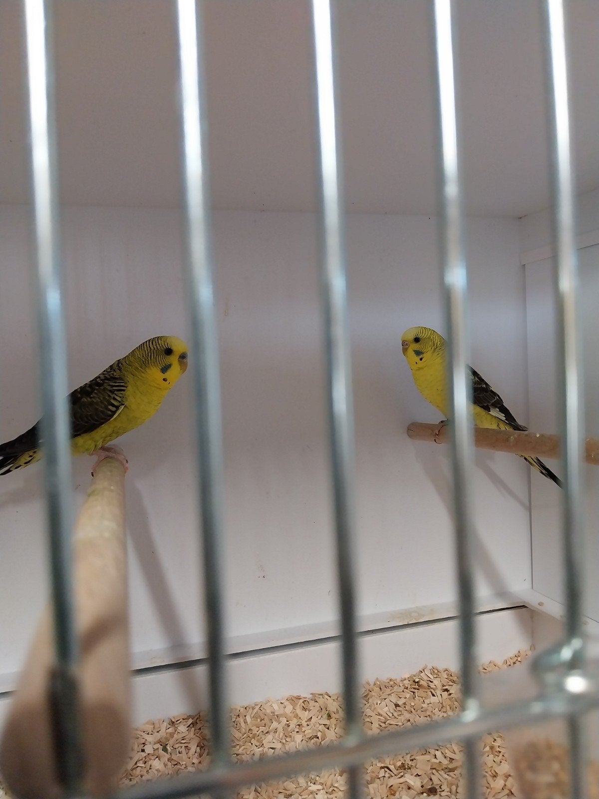 Tekoop koppel gele blackwing, Dieren en Toebehoren, Meerdere dieren, Parkiet, Geringd