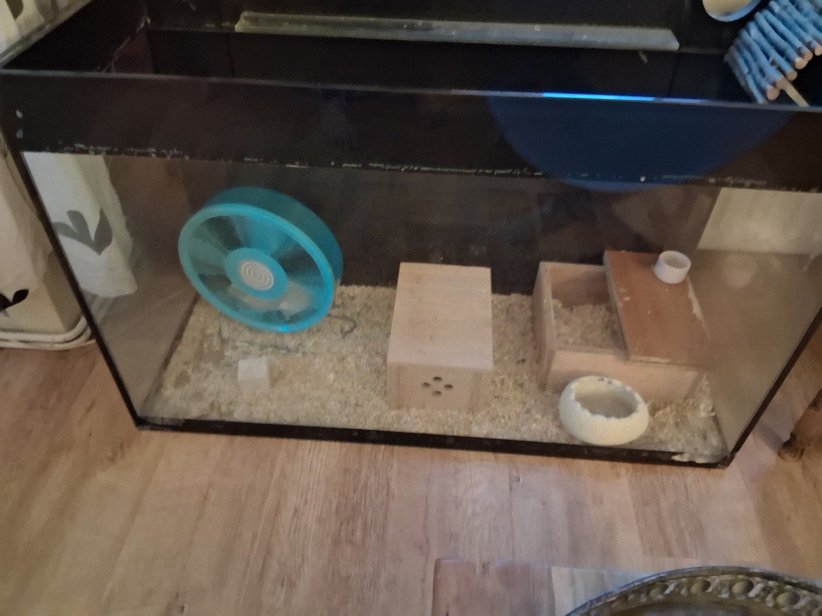 Lieve hamster met groot terrarium., Dieren en Toebehoren, Knaagdieren, Hamster, Vrouwelijk, Januari, Tam