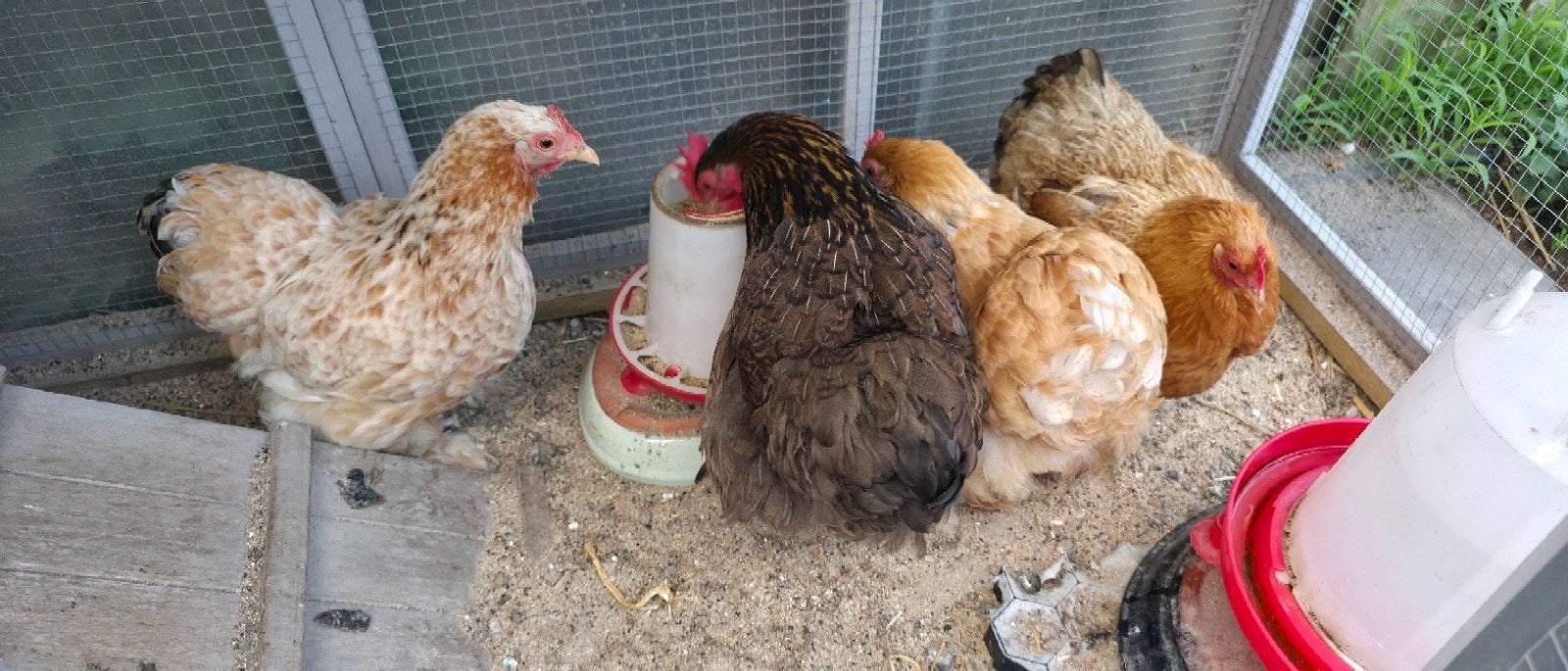 cochin kippen, Dieren en Toebehoren, Vrouwelijk, Kip