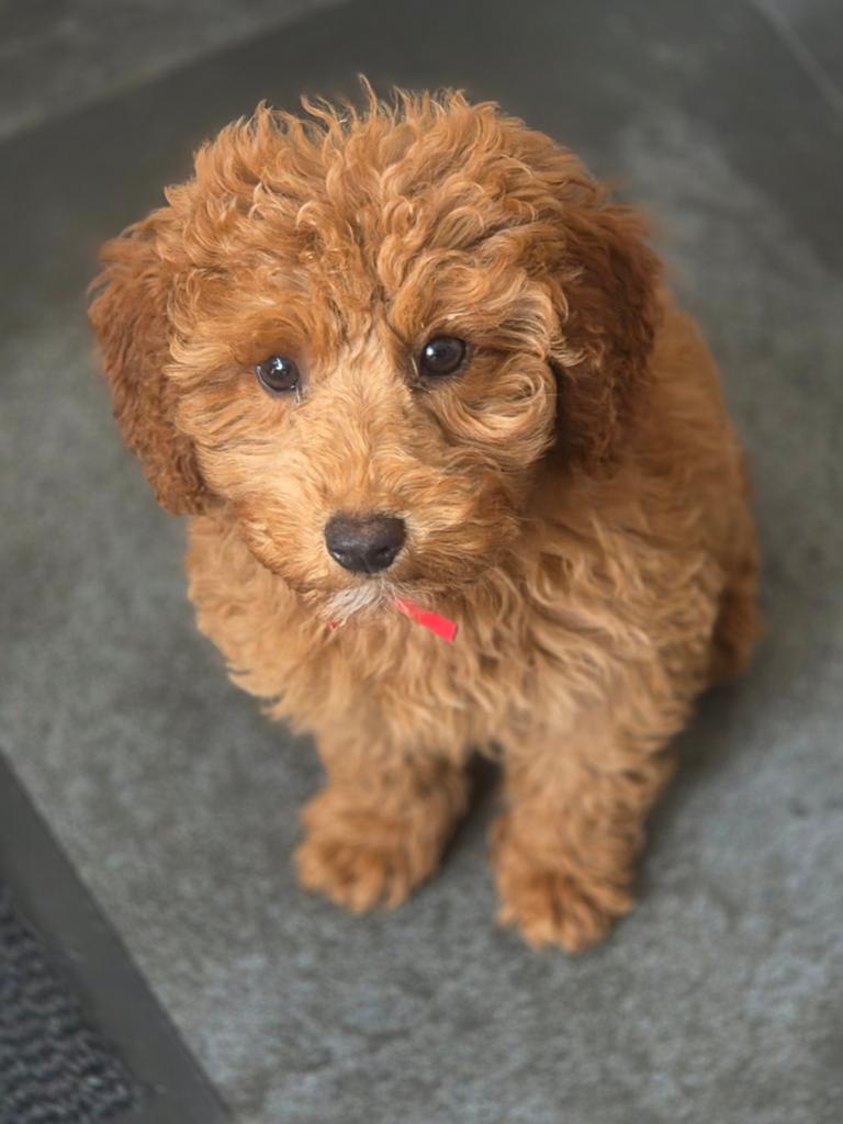 Toypoedel puppys, Overige rassen, 8 tot 15 weken, Meerdere, Meerdere dieren