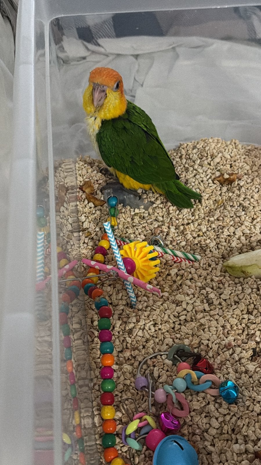 roestkop baby caique, Dieren en Toebehoren, Geslacht onbekend, Papegaai, Tam