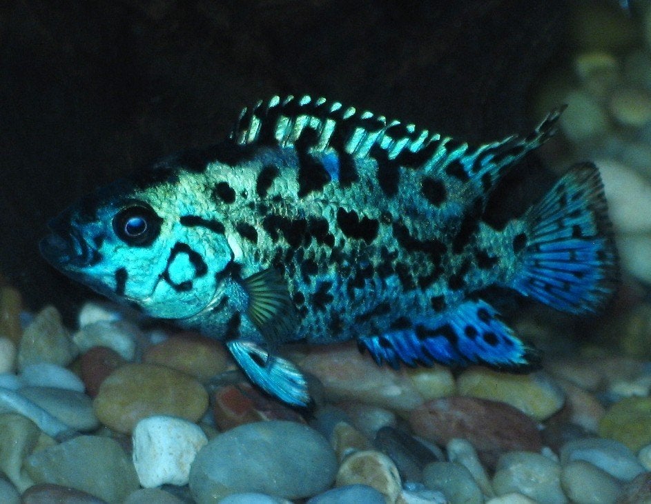 Midden Amerikaanse Cichlide:Rocio octofasciata Electric Blue, Vis, Zoetwatervis