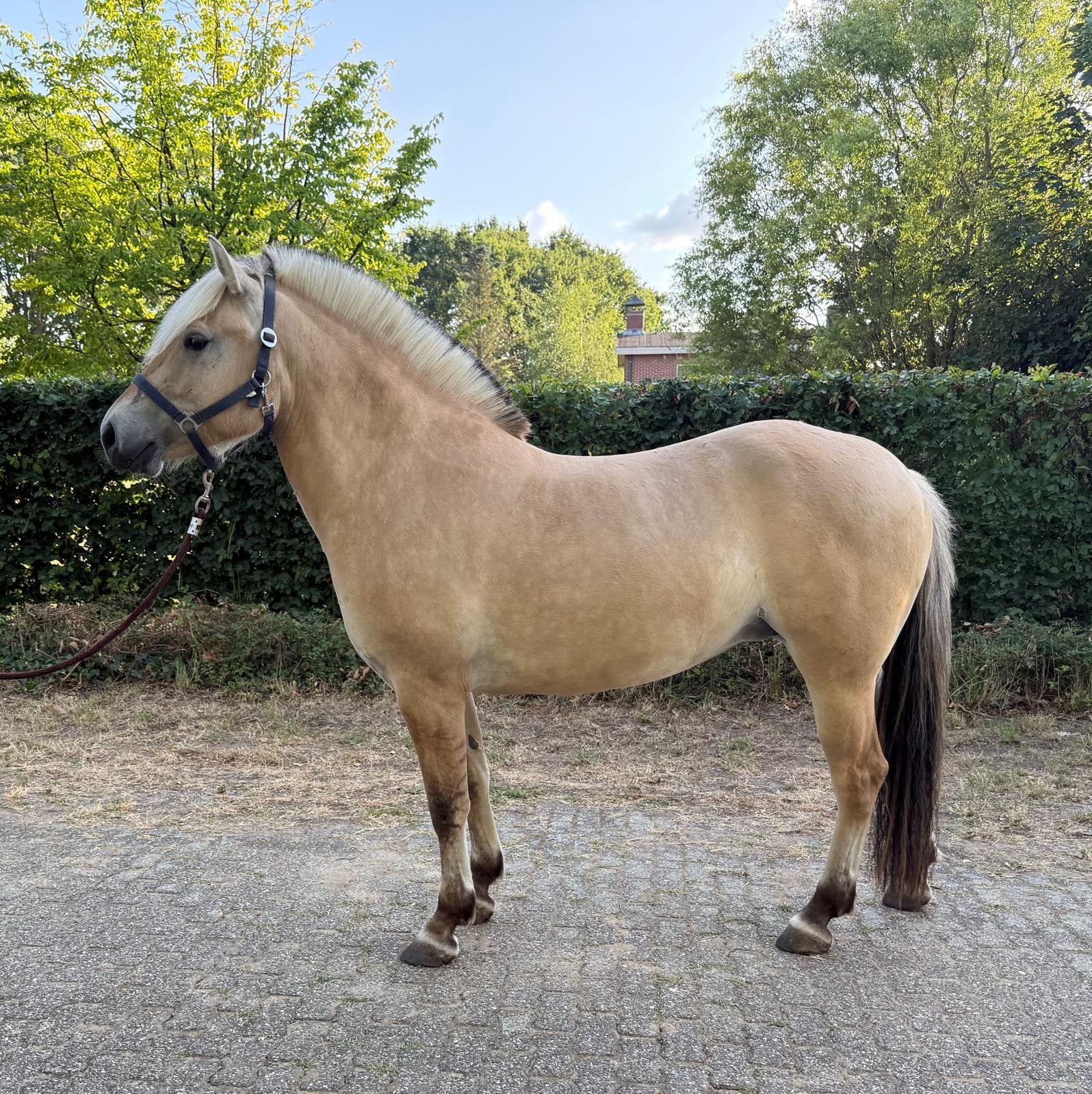 Fjord merrie, Merrie, Zadelmak, 3 tot 6 jaar