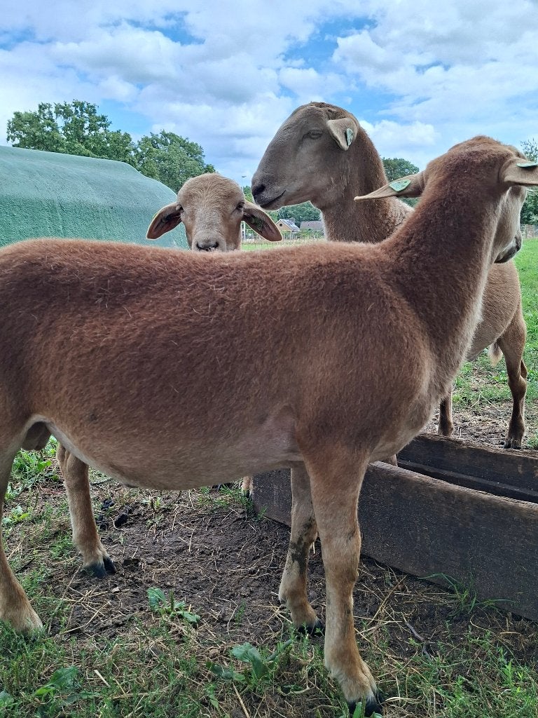 Te koop Nolana Landschapen  Ram Lammeren, Dieren en Toebehoren, Meerdere dieren, Schaap, 0 tot 2 jaar