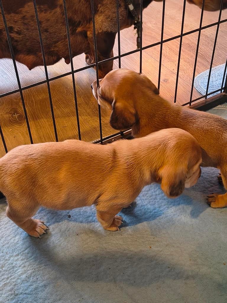 Kort harige teckel puppys, Dieren en Toebehoren, 8 tot 15 weken, Korthaar, Meerdere, Meerdere dieren