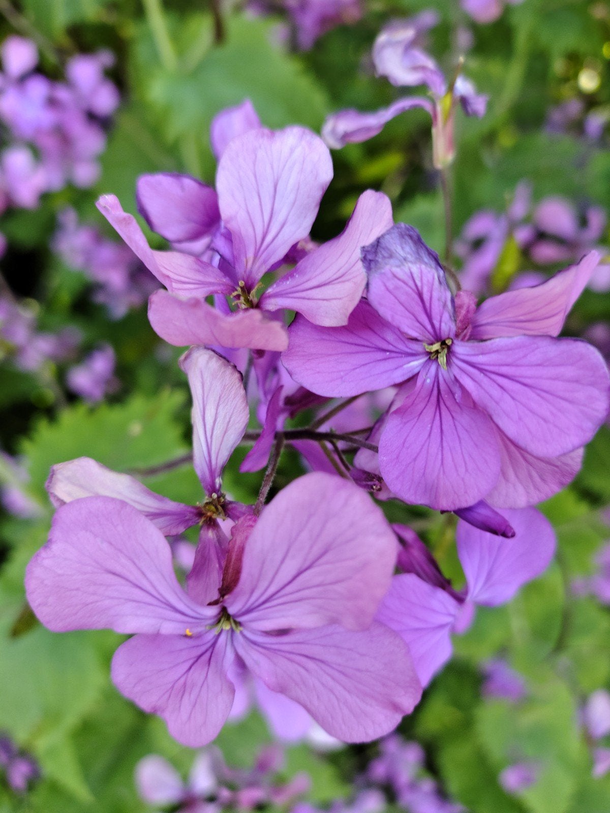 Zaden Judaspenning paars - Lunaria Annua purple, Verzenden, Voorjaar, Halfschaduw, Zaad
