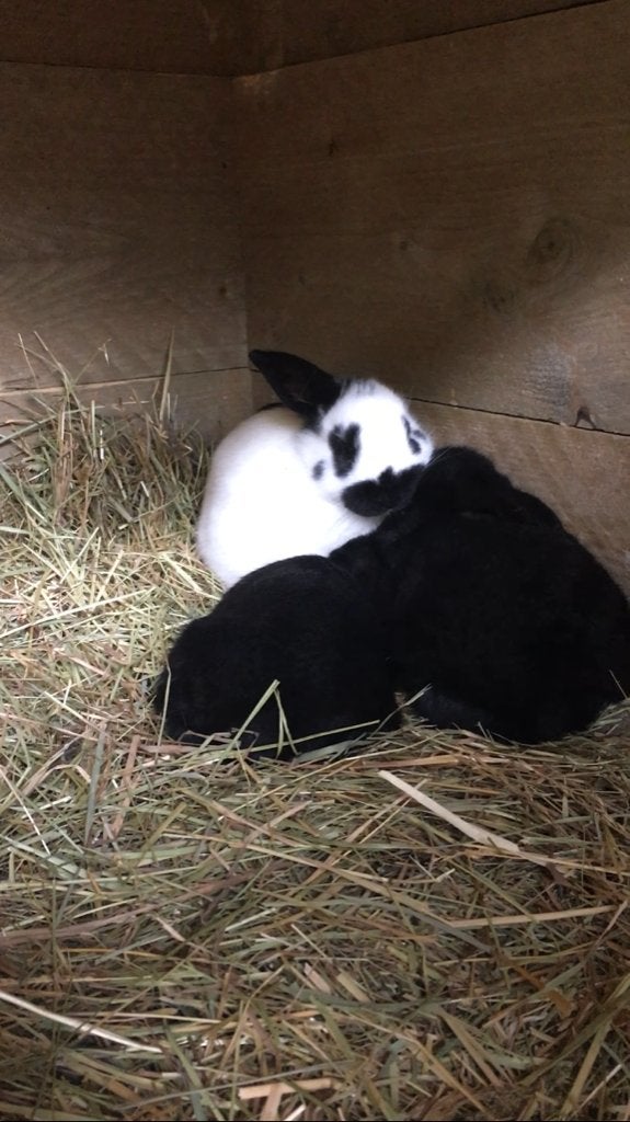 Lotharinger konijnen, Dieren en Toebehoren, Geslacht onbekend, Middelgroot, 0 tot 2 jaar