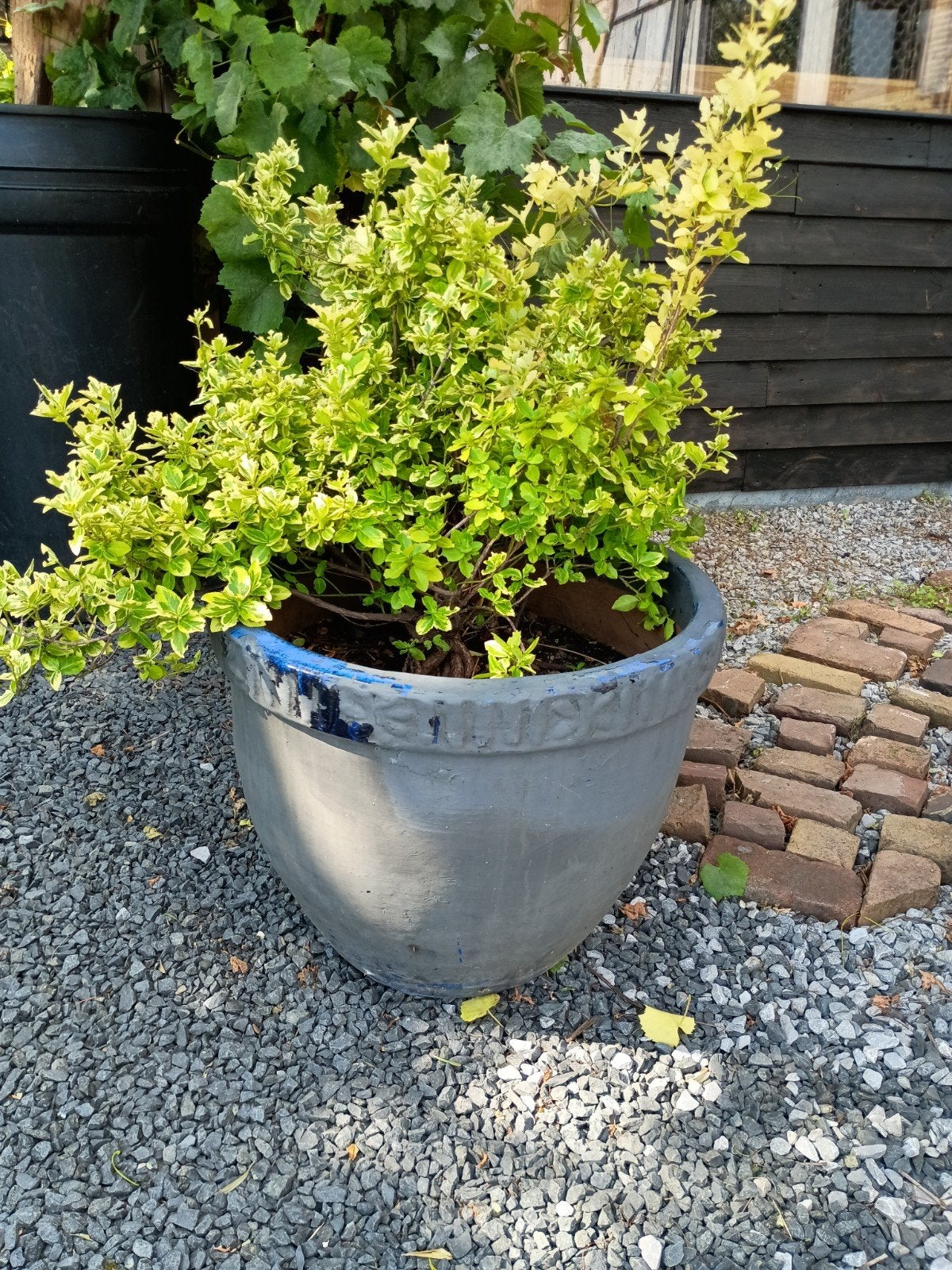 Euonymus fortunei 'Emerald 'n' Gold' in pot, Ophalen, Bodembedekkers, Volle zon, Vaste plant