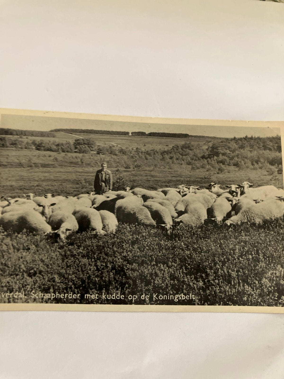 Oude ansichtkaart schaapherder met kudde op de Koningsbelt, Ophalen of Verzenden, 1960 tot 1980, Gelopen, Overijssel