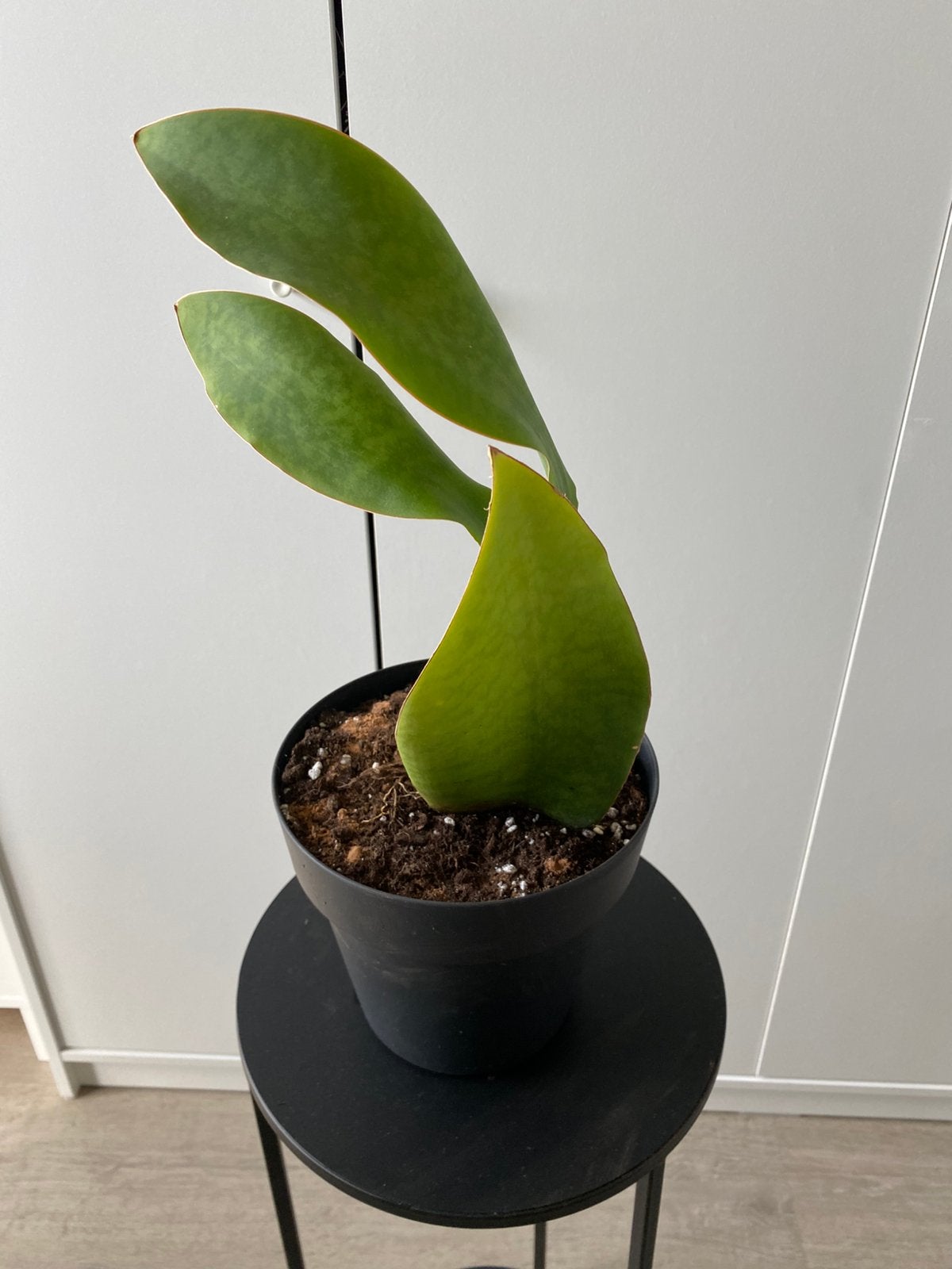 Te koop Sanseveria, Huis en Inrichting, Kamerplanten, Ophalen, Halfschaduw, Minder dan 100 cm