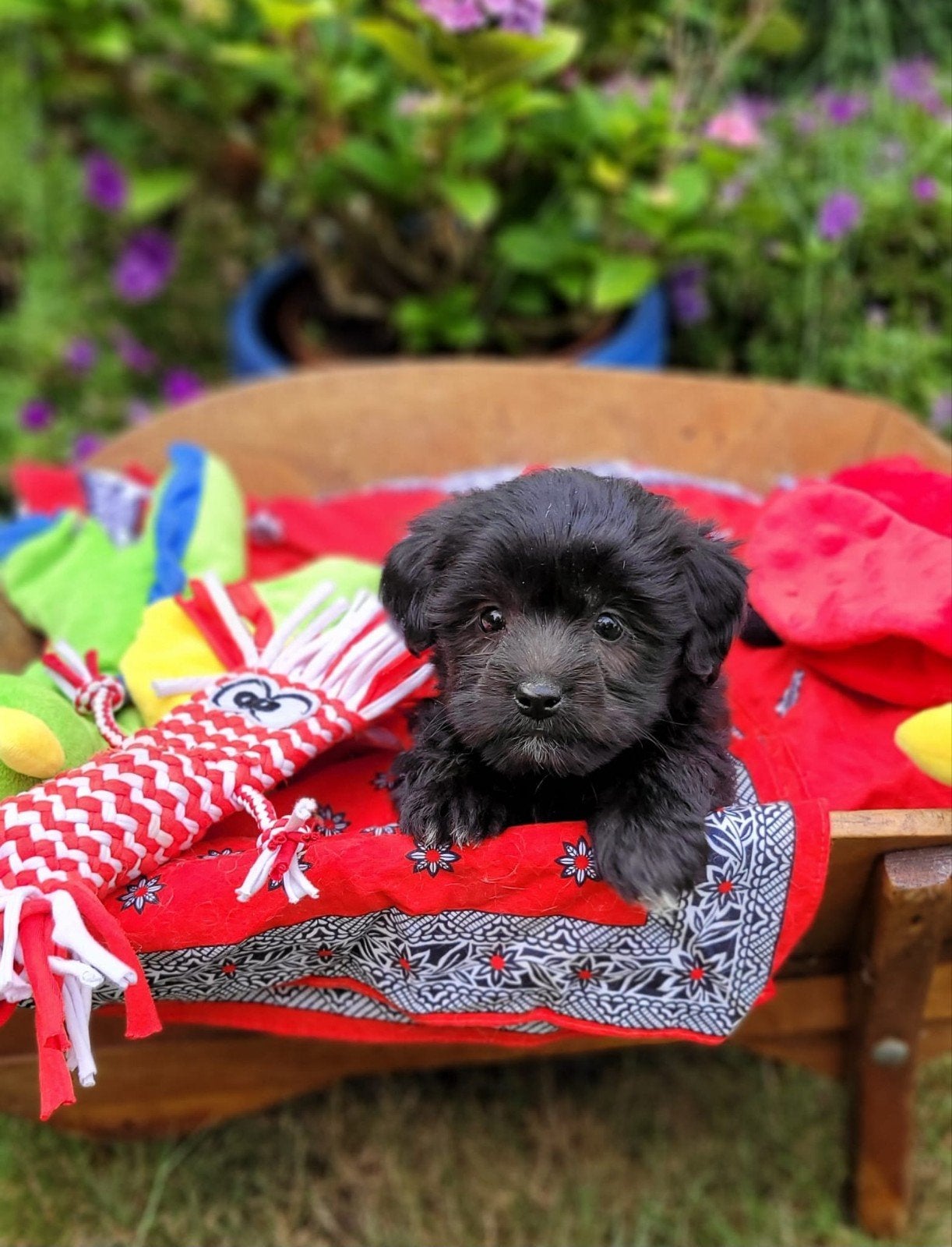 Leuke boomer pups te koop!, CDV (hondenziekte), 8 tot 15 weken, Meerdere, Meerdere dieren