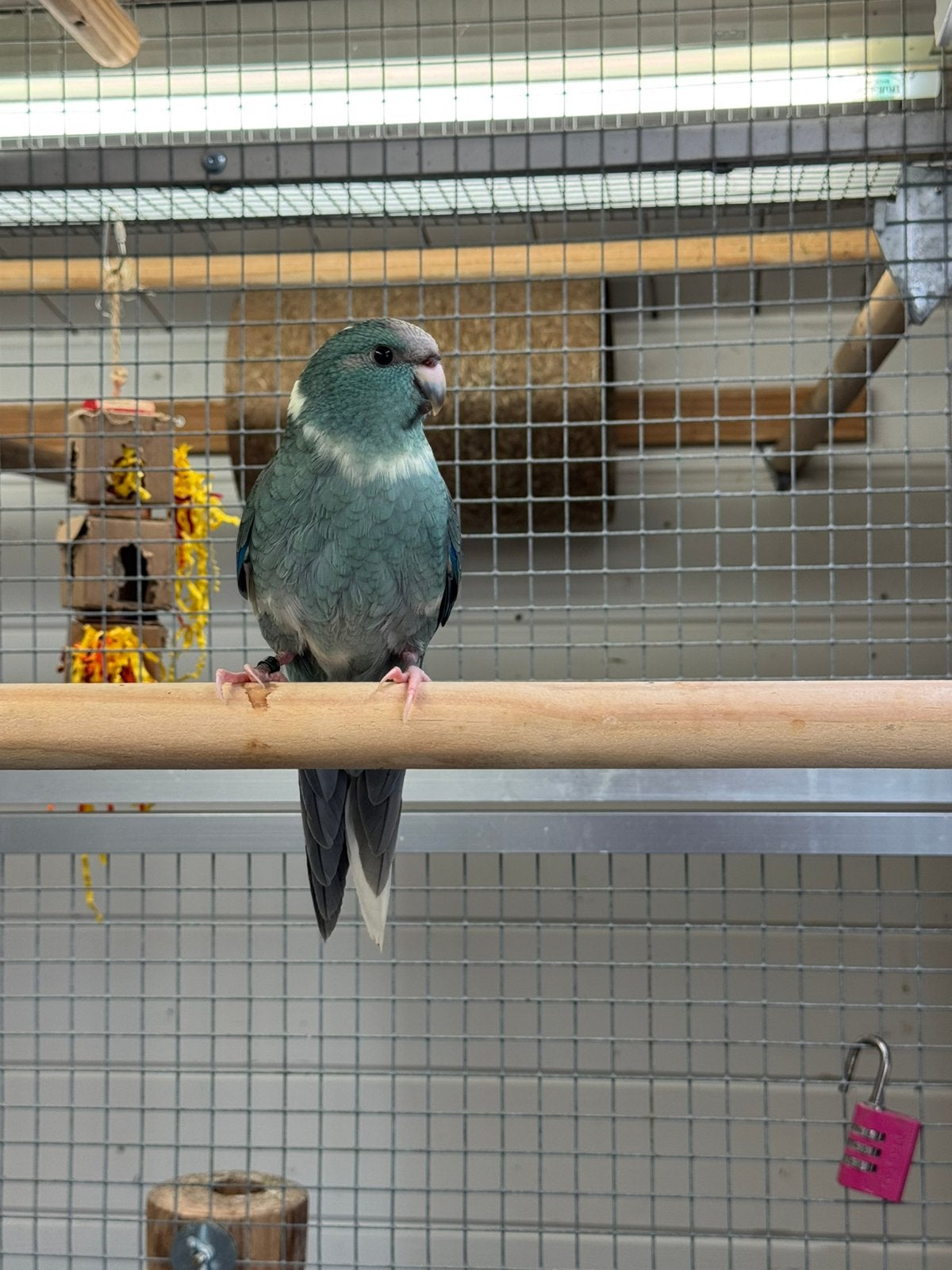 Kakariki, Meerdere dieren, Parkiet