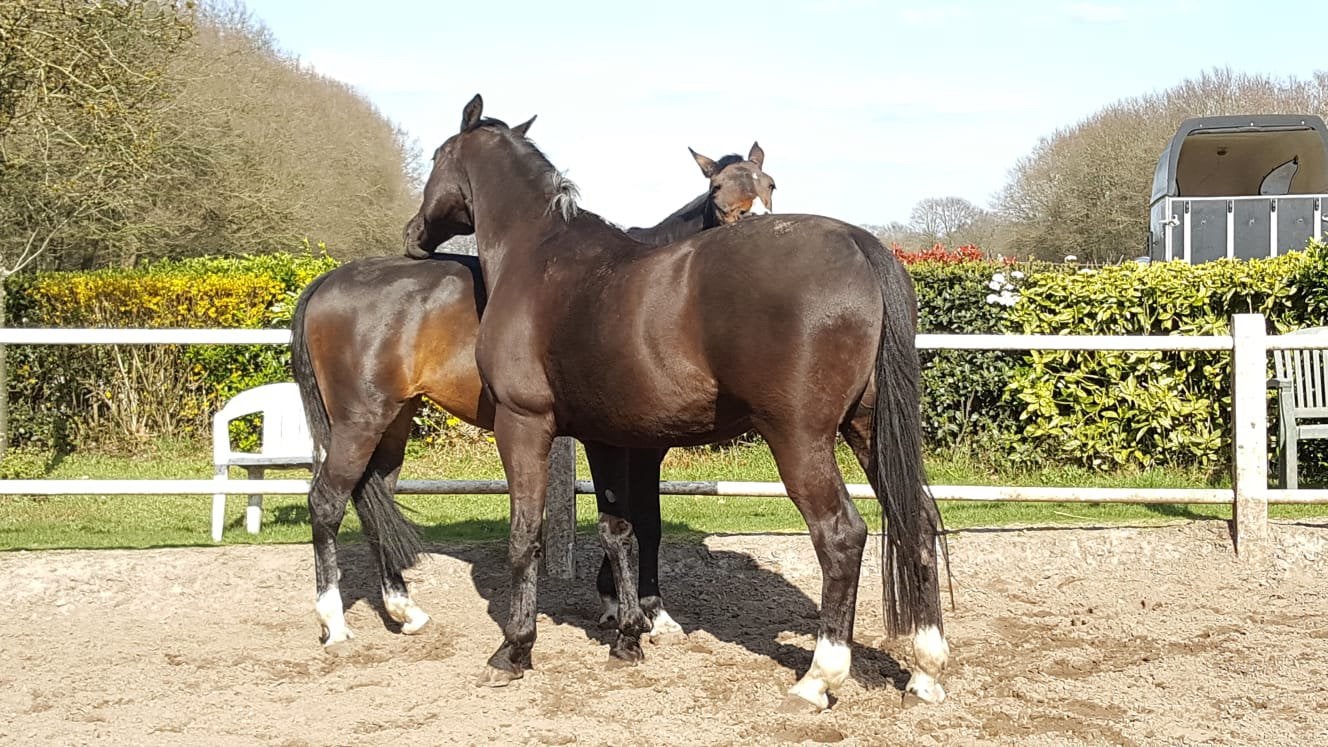 Box vrij op kleine privé pension stal aan bos buitenbak, Stalling, 4 paarden of pony's of meer
