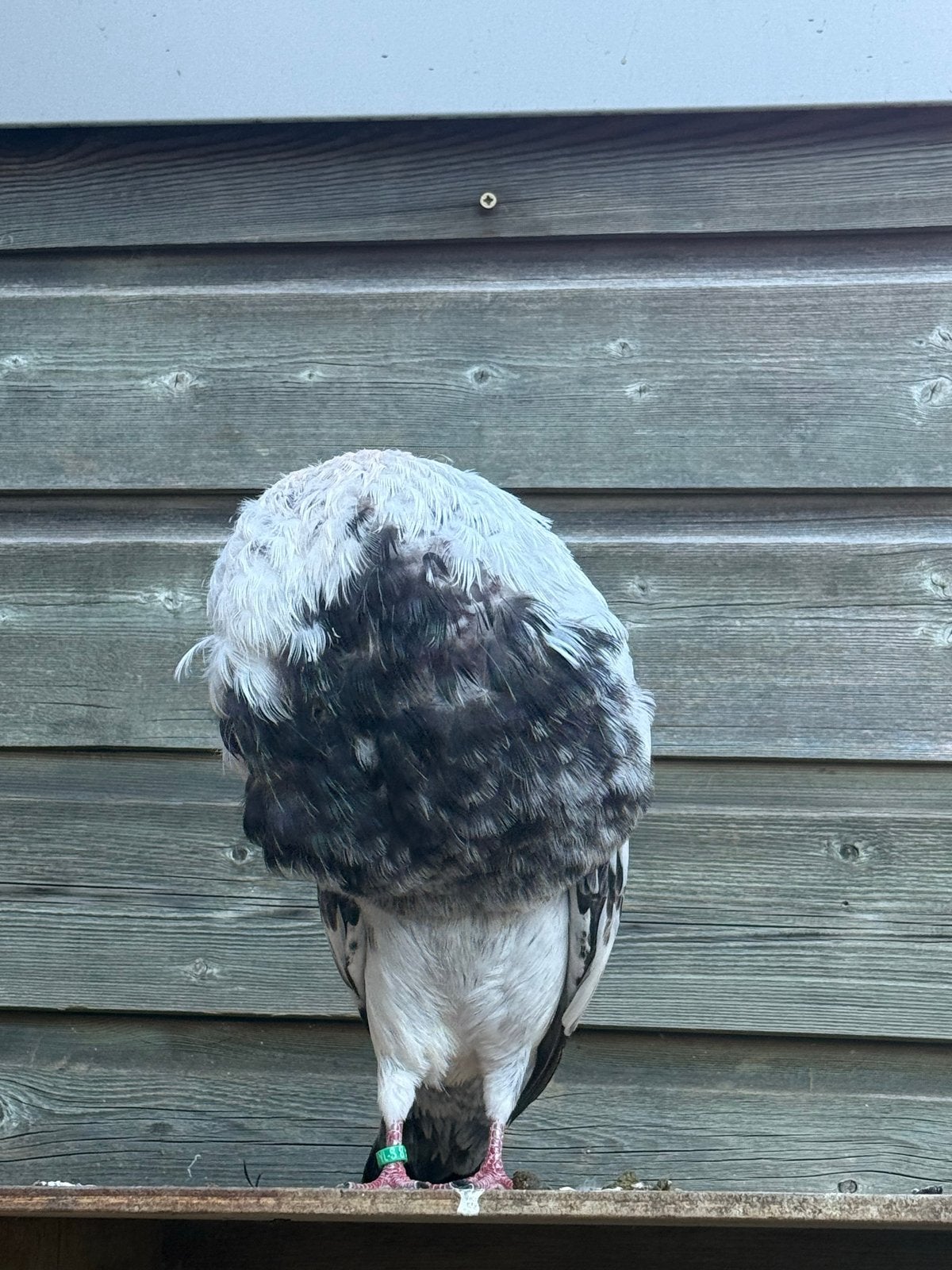Gaditano duivin, Dieren en Toebehoren, Vogels | Overige Vogels, Vrouwelijk