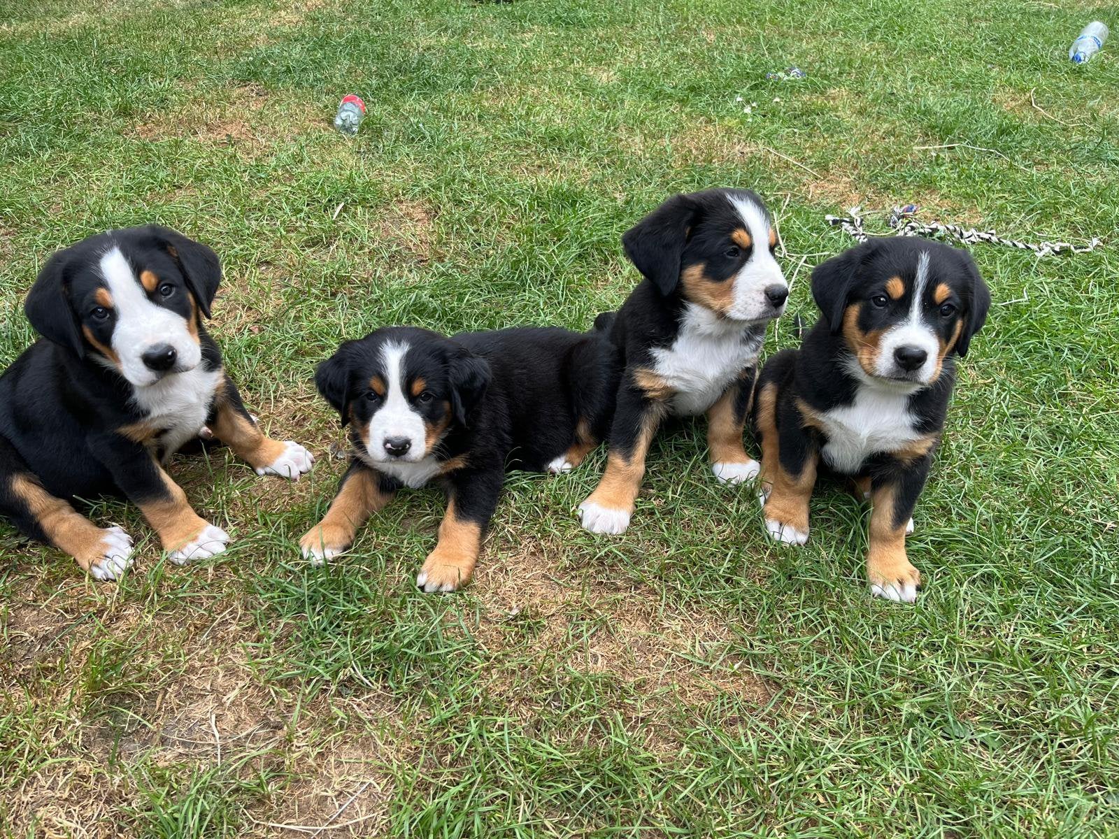 Grote zwitserse sennen pups, Meerdere, Meerdere dieren, Nederland, Particulier