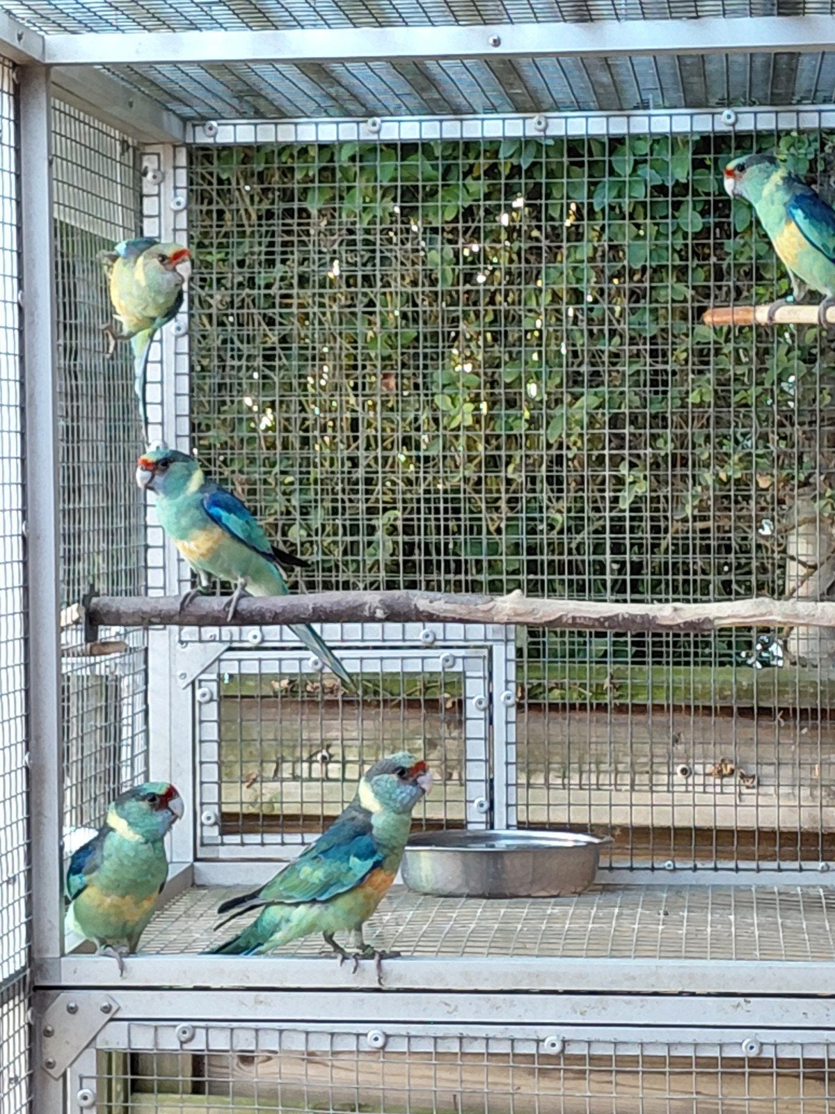 Barnard spit blauw '26, Dieren en Toebehoren, Meerdere dieren, Parkiet, Geringd