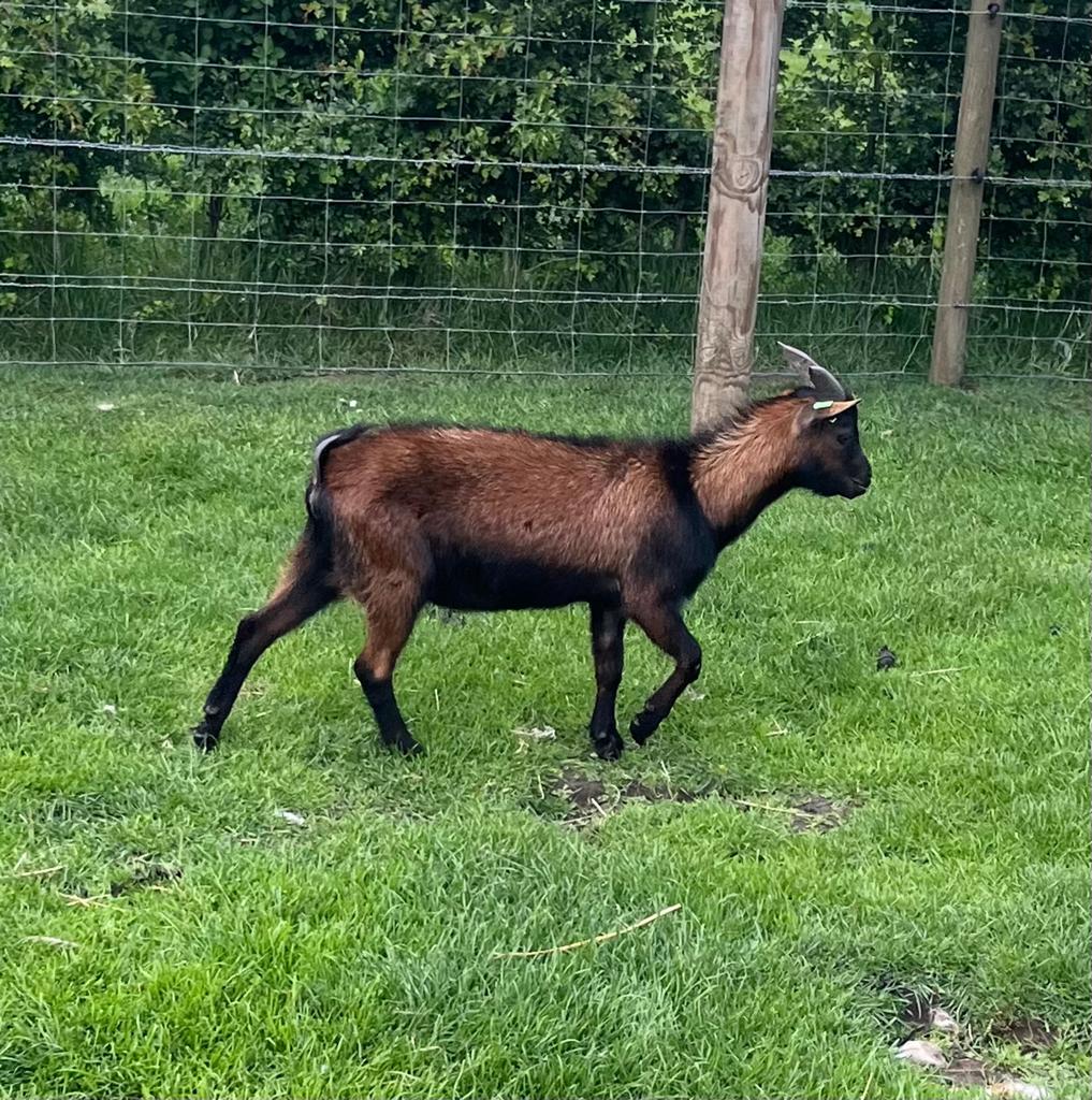 Dwerggeit bok, Dieren en Toebehoren, Schapen, Geiten en Varkens, Mannelijk, Geit