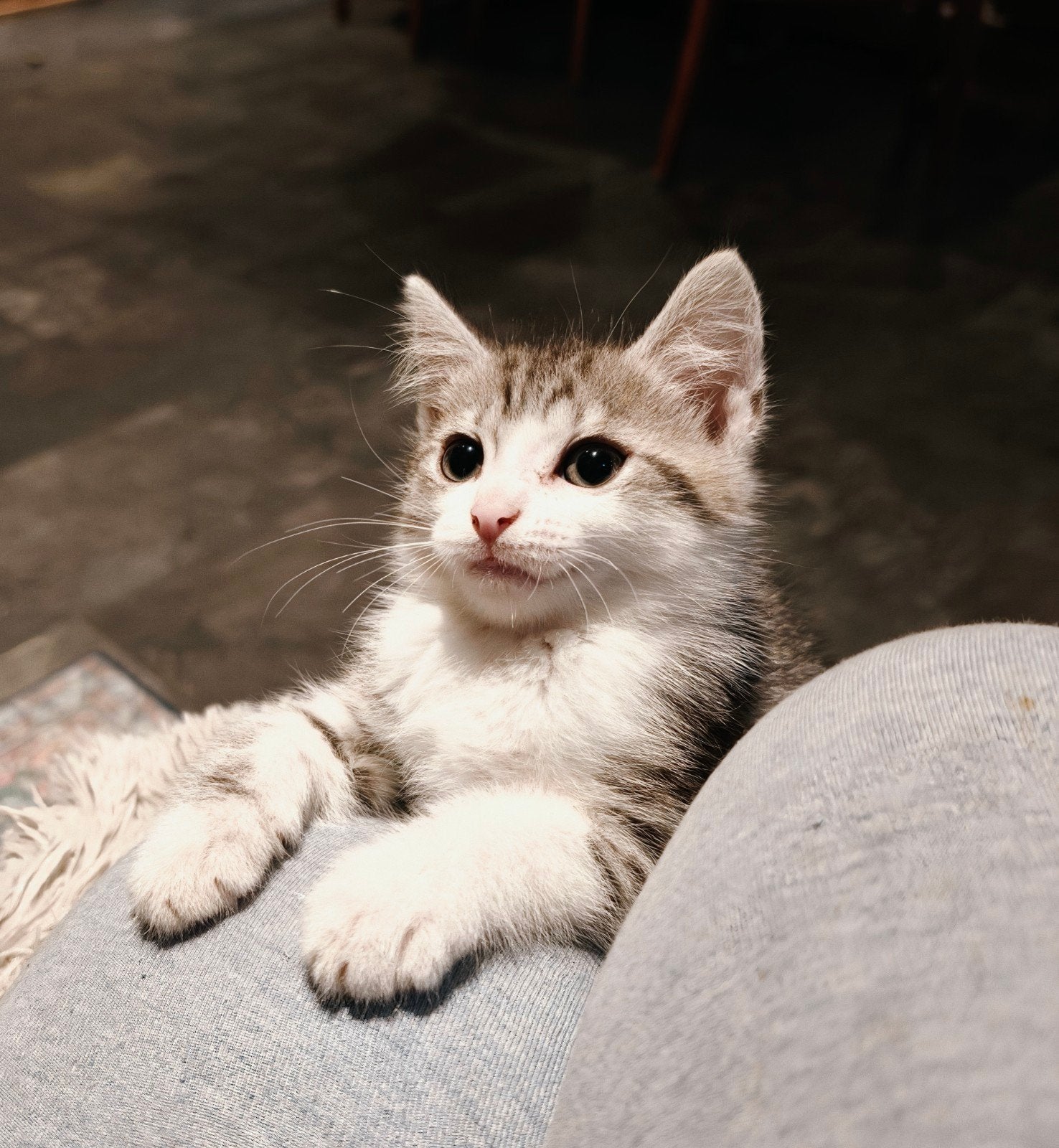 Maincoon British langhaar Noorseboskat mix, Poes, Gechipt