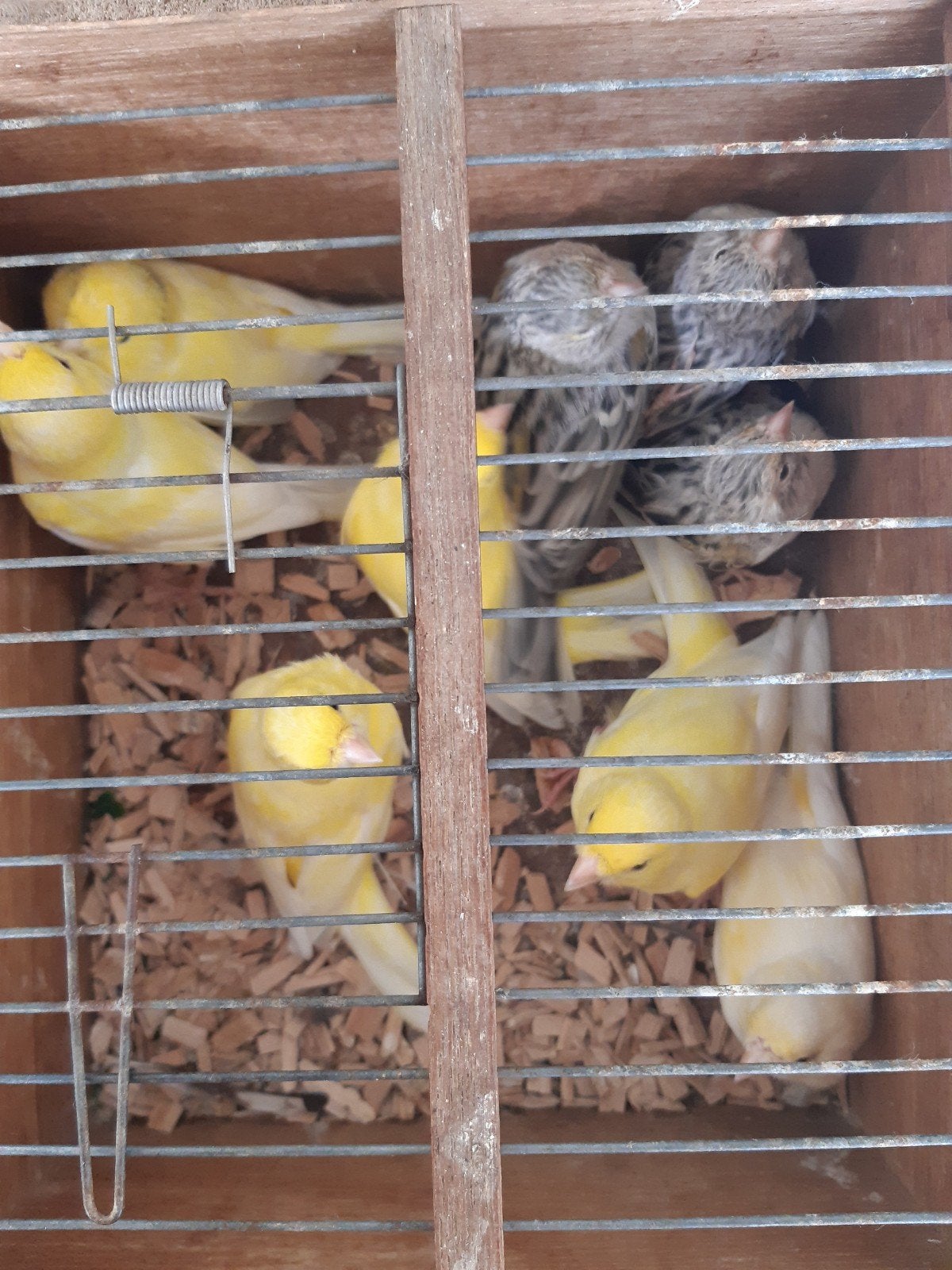 diverse kanarie s, Meerdere dieren, Kleurkanarie