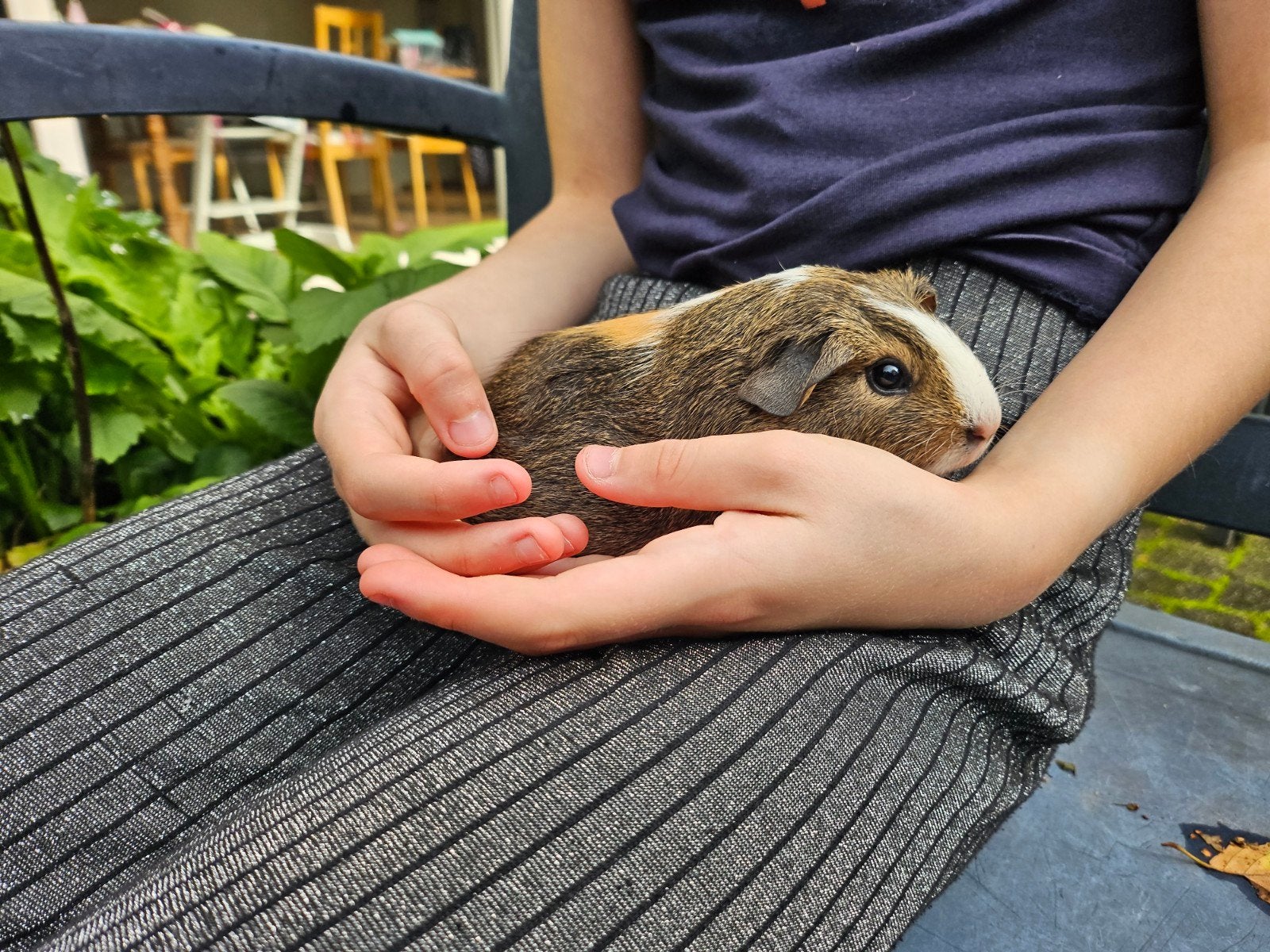 Mooie lieve cavia beertjes en een zeugje te koop, Dieren en Toebehoren, Cavia, Augustus, Meerdere dieren, Tam