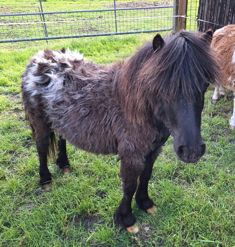 Jaarling appaloosa merrie, Merrie