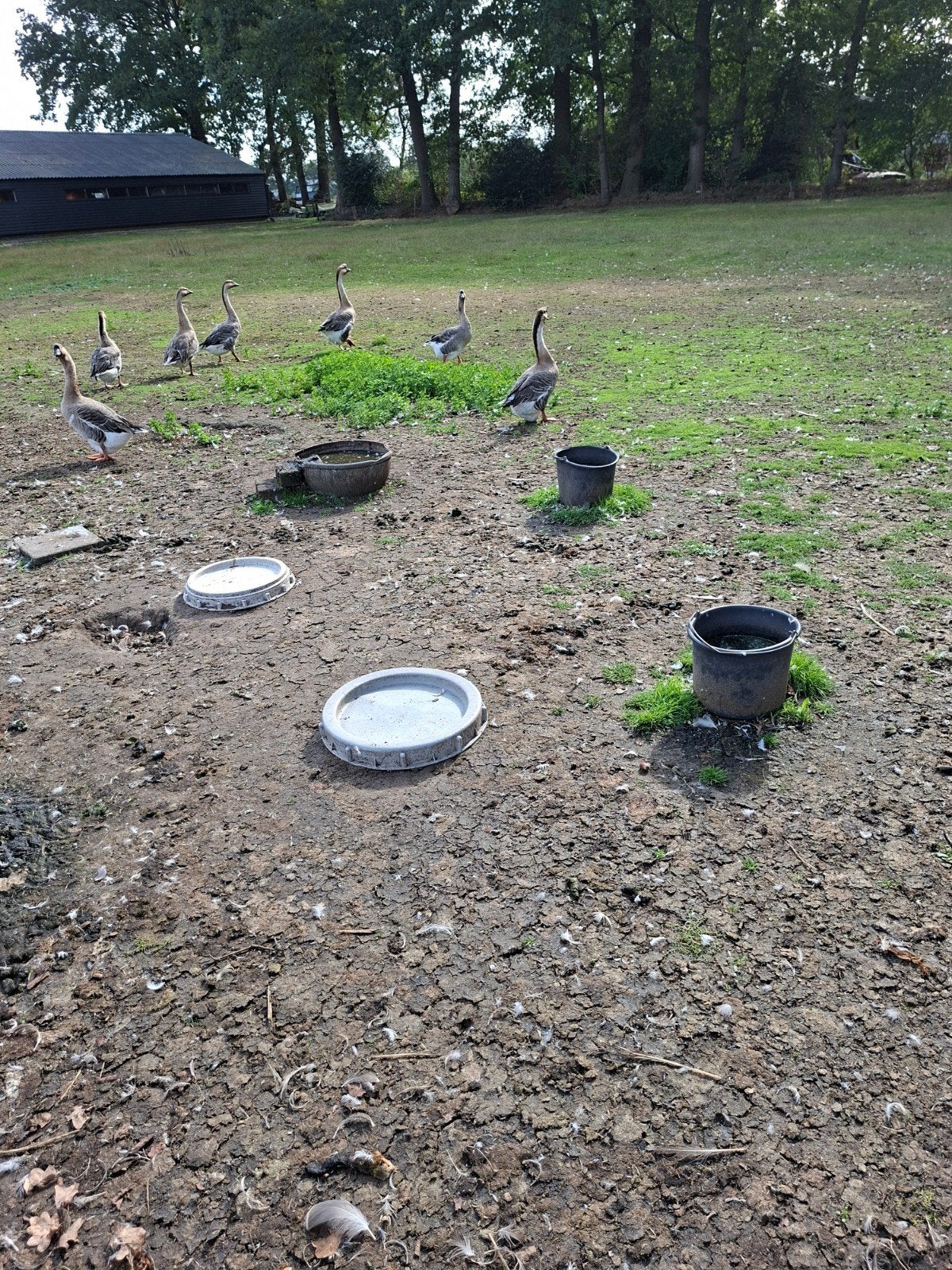 te koop Chineese knobbel ganzen, Meerdere dieren, Gans of Zwaan