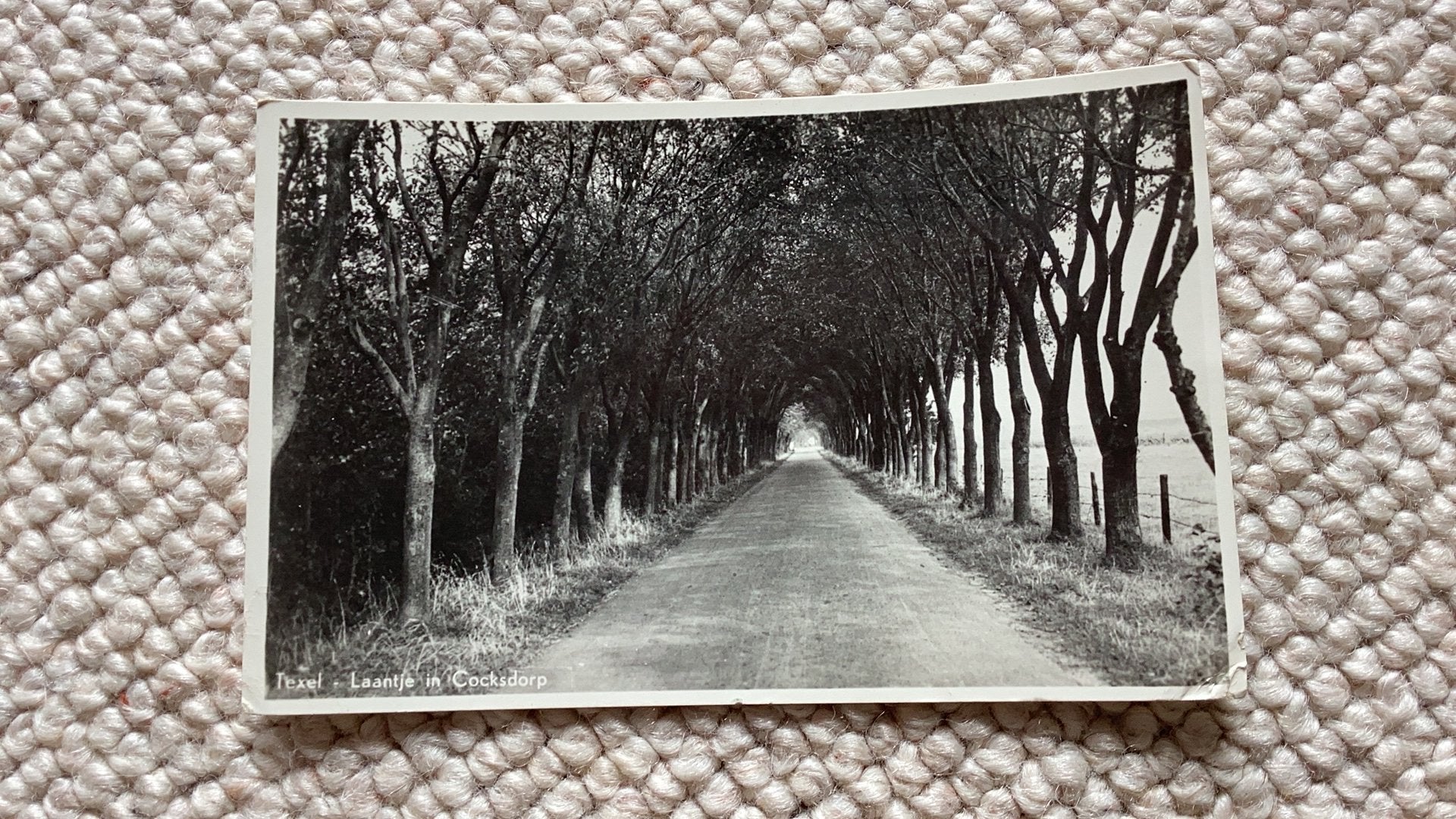 Ansichtkaart Texel Laantje in De Cocksdorp 1950. 986, Ophalen of Verzenden, 1940 tot 1960, Gelopen, Waddeneilanden