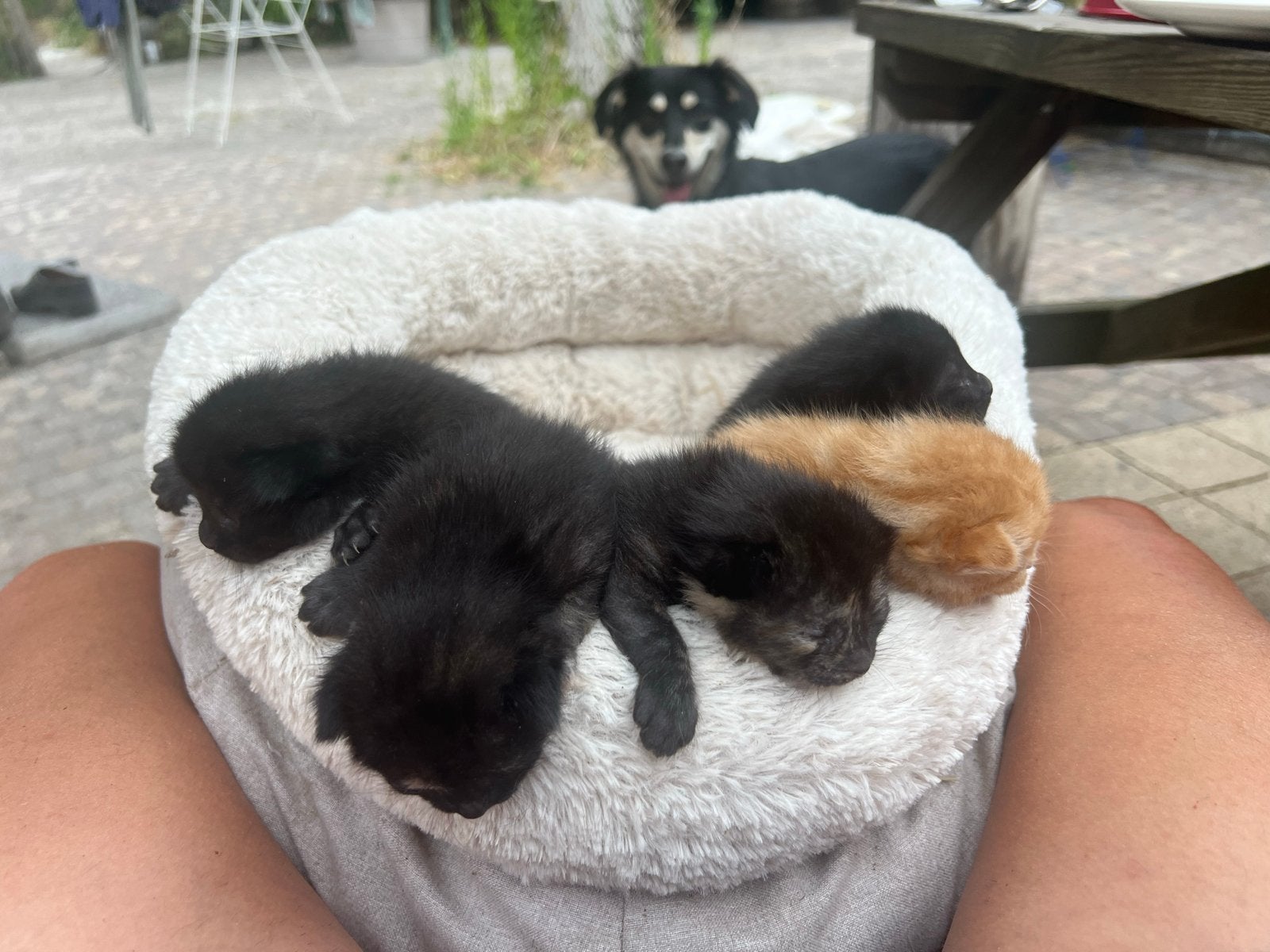Tamme boerderij kittens, Meerdere dieren, Kortharig, 0 tot 2 jaar