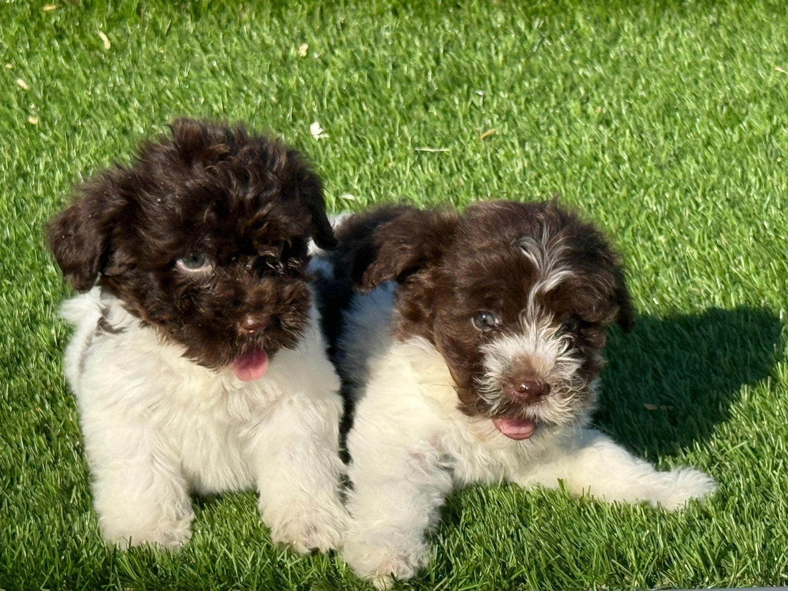 Boomer maltezer poedel shih tzu maltipoo pups, Dieren en Toebehoren, Parvo, Nederland, Overige rassen, 8 tot 15 weken